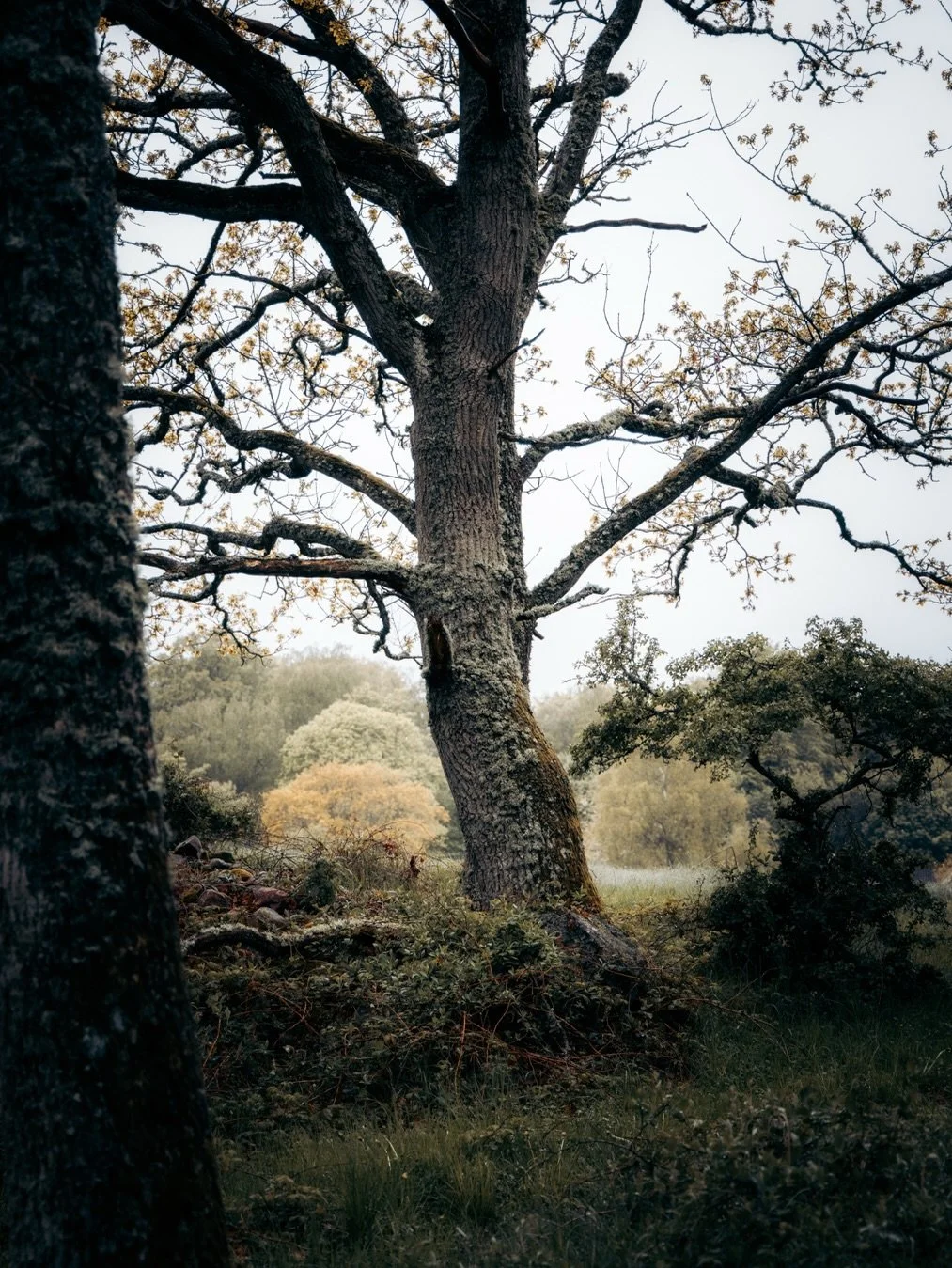 Some trees and some birds at my childhood stomping grounds

#sk&aring;ne #nyhamnsl&auml;ge