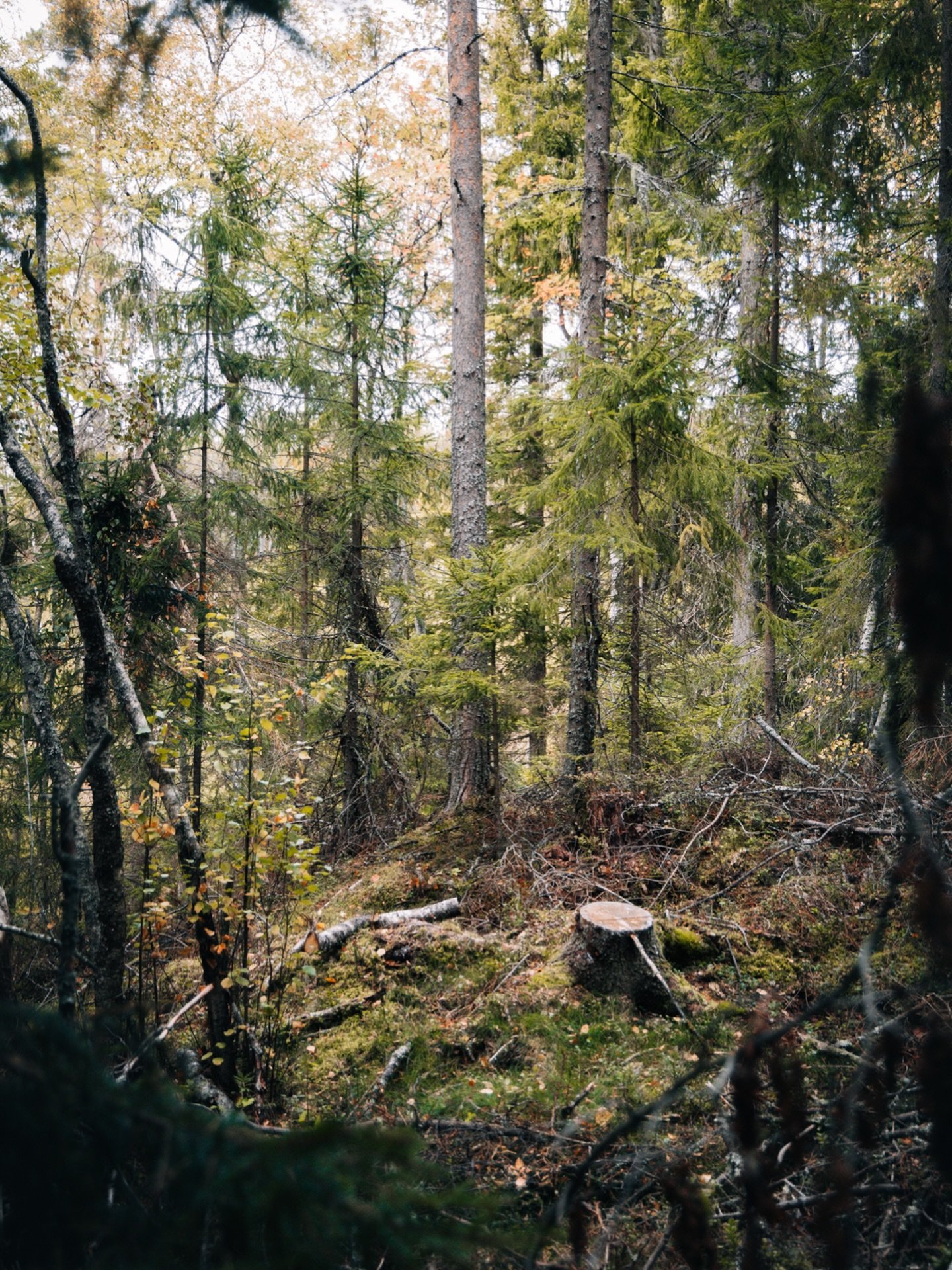 Evergreen forest