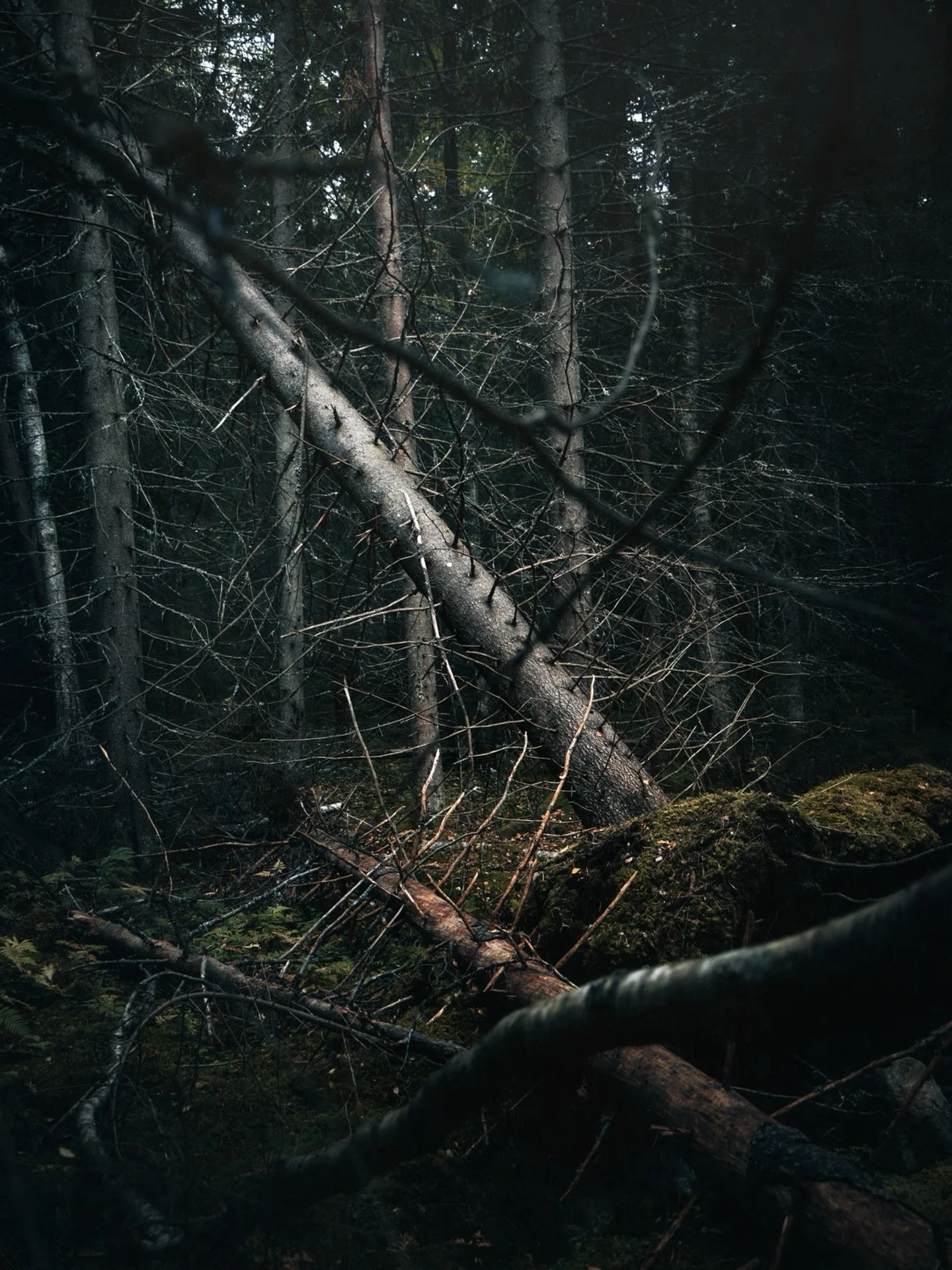 Turmoil among the trees
