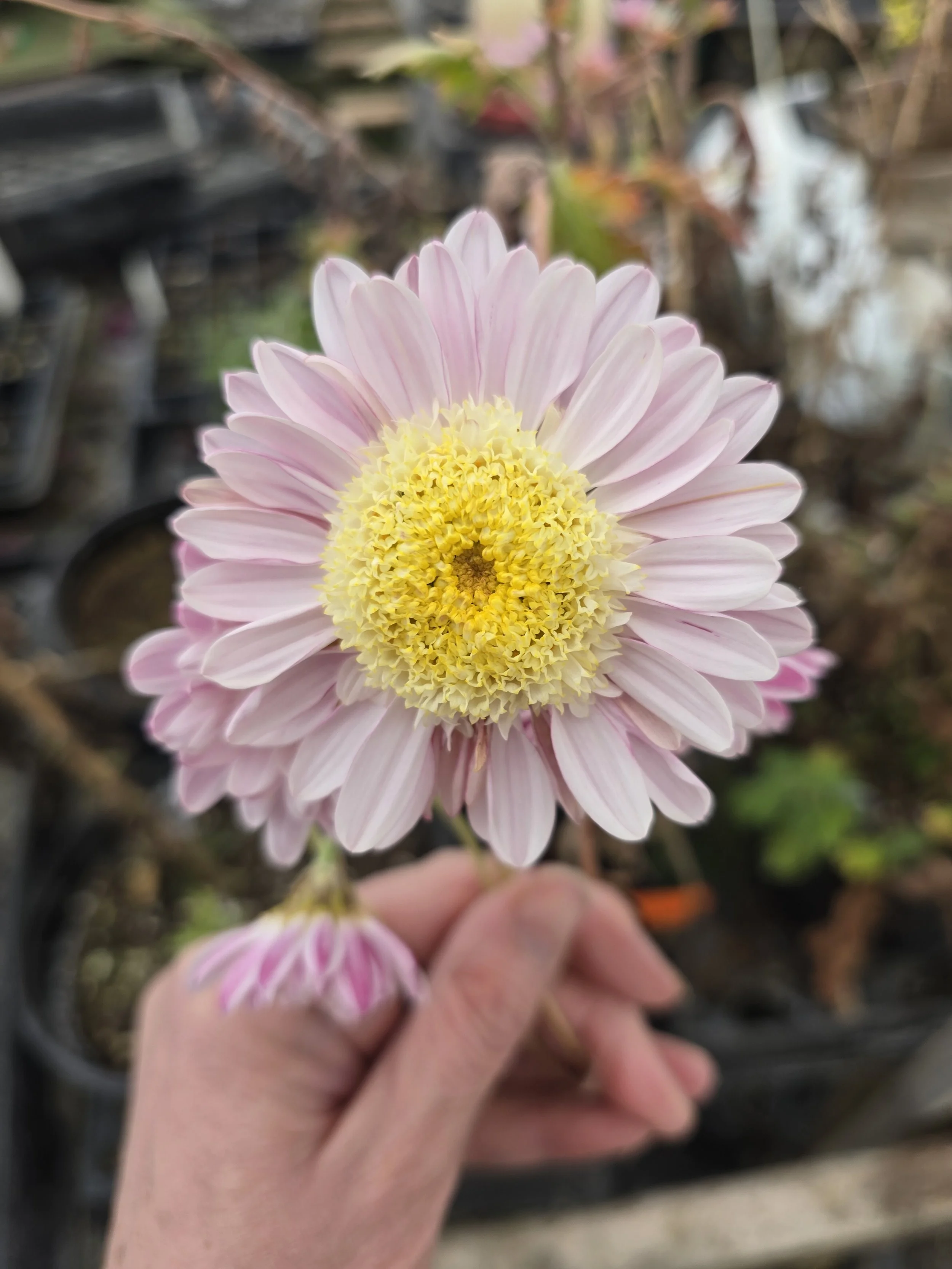 Lilly Anderton Heirloom Chrysanthemum Rooted Cutting