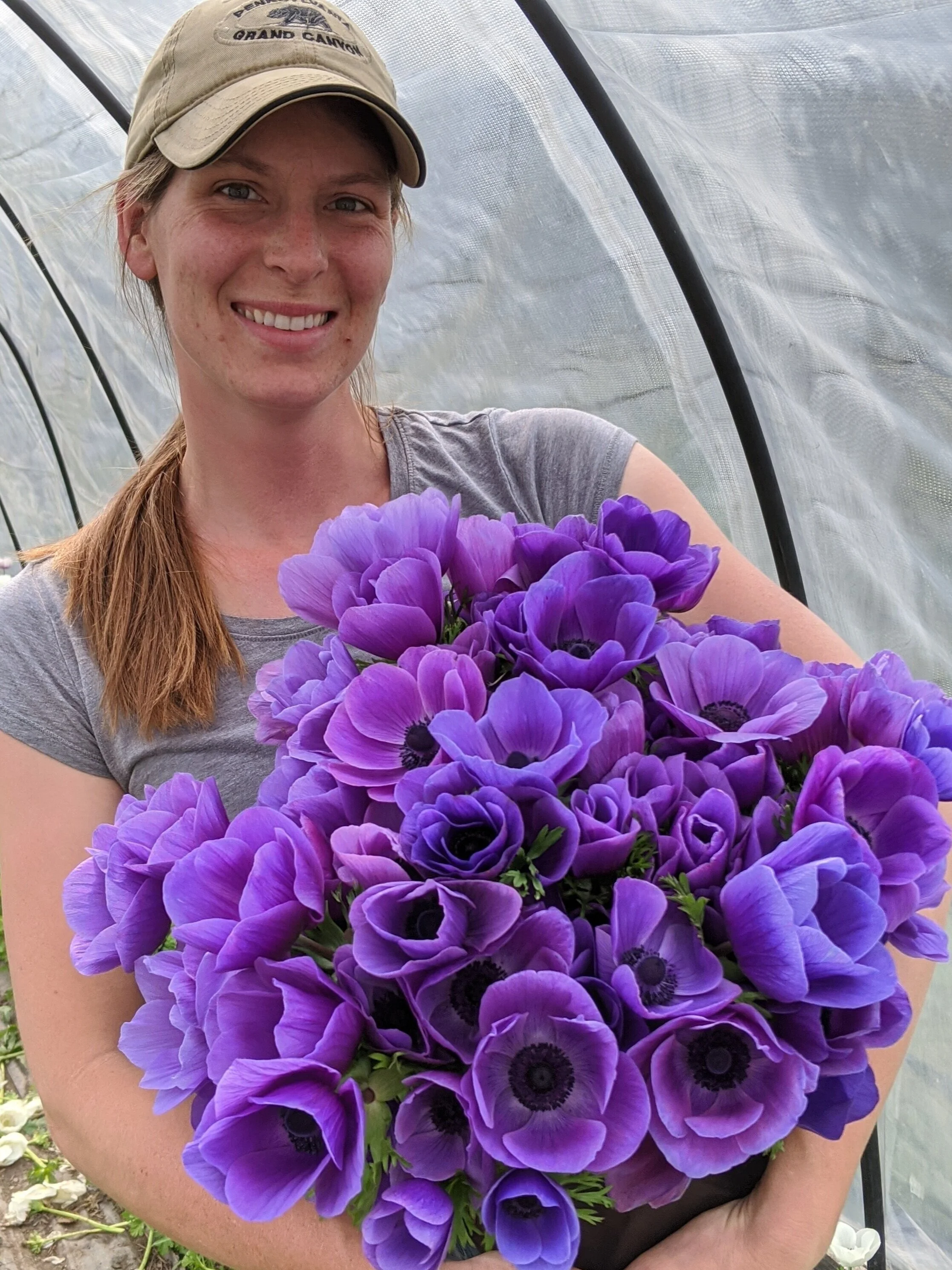 Pink Sylvia - Bulk Dahlia Tubers — Goose Creek Gardens