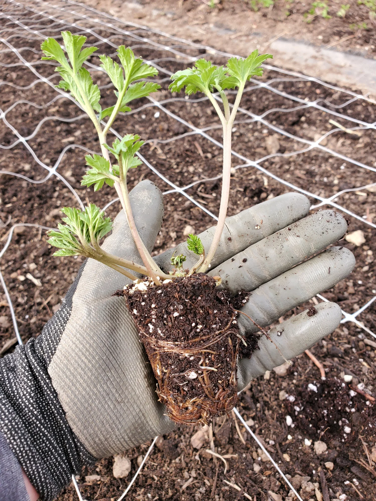Growing Anemones — Goose Creek Gardens