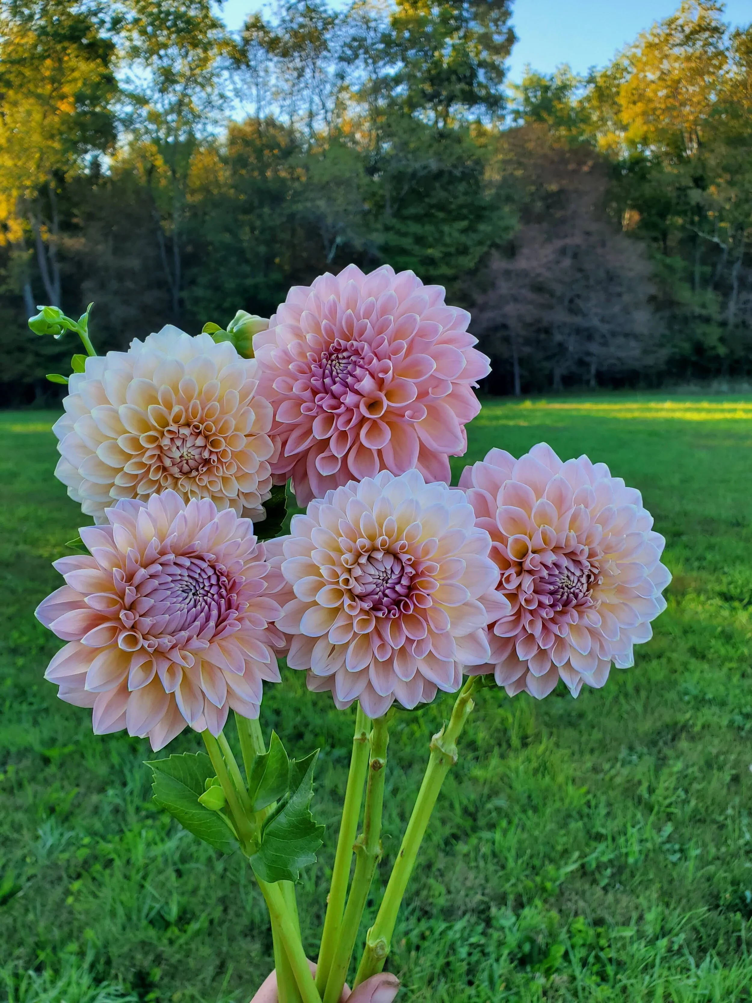 Shop — Goose Creek Gardens, Ltd.
