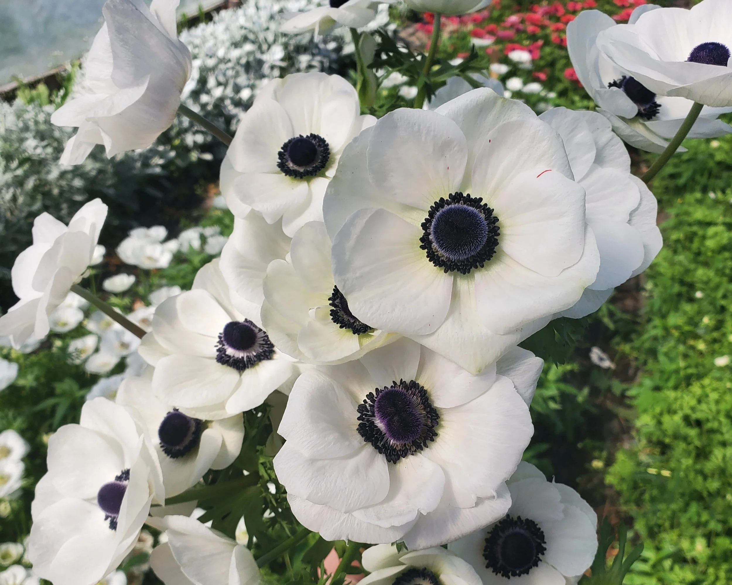 Growing Anemones