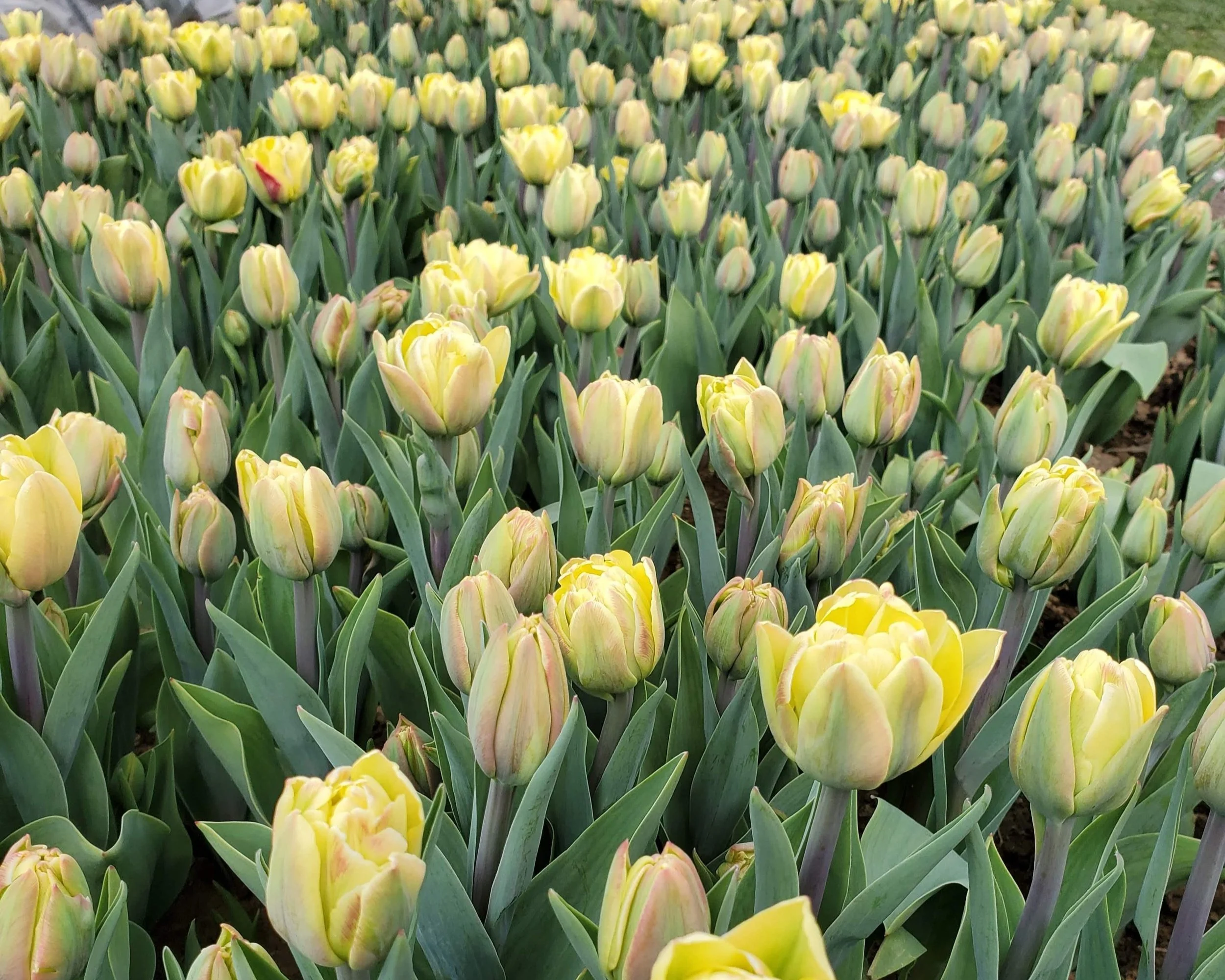 Growing Tulips