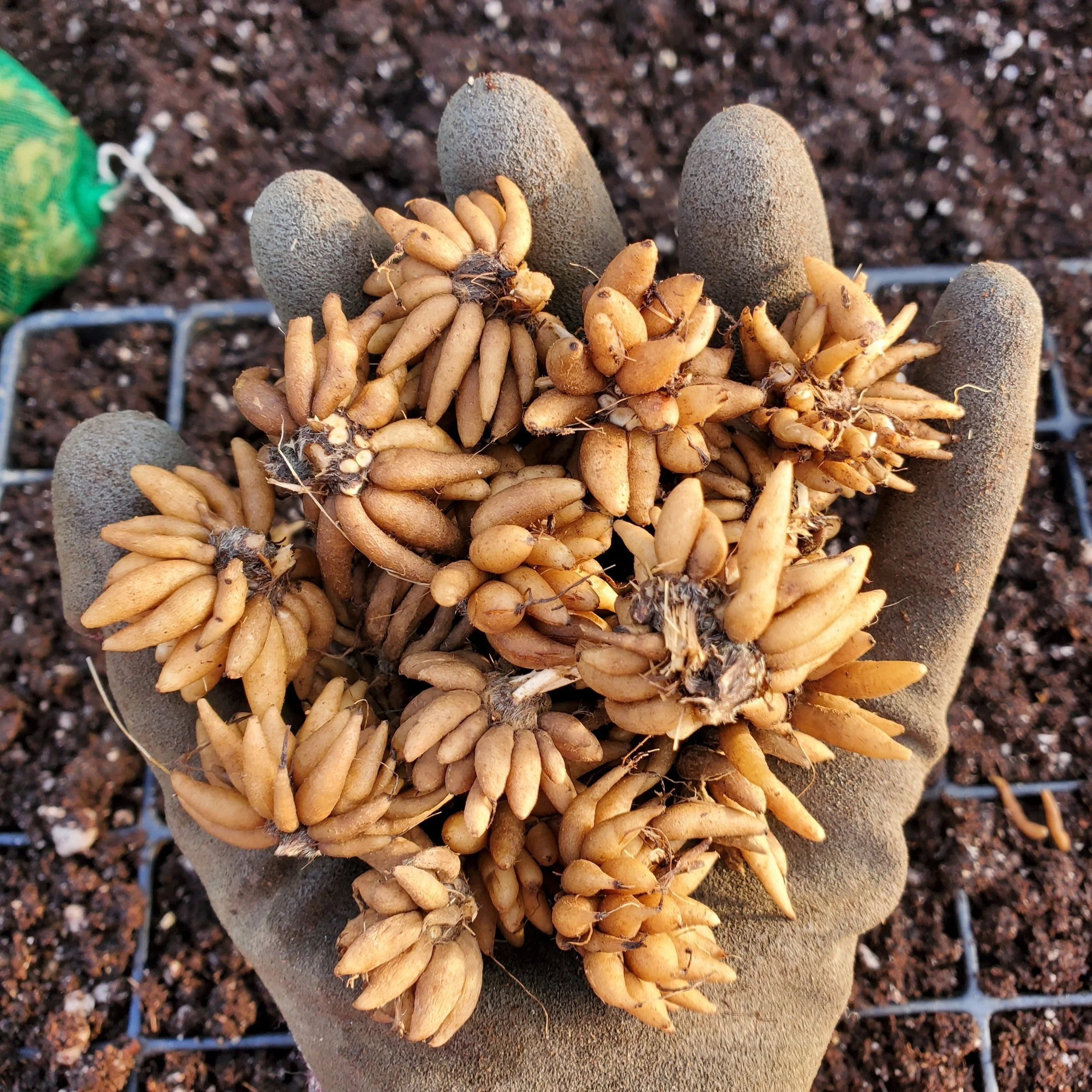 Farm Tour Friday 1/14/2022