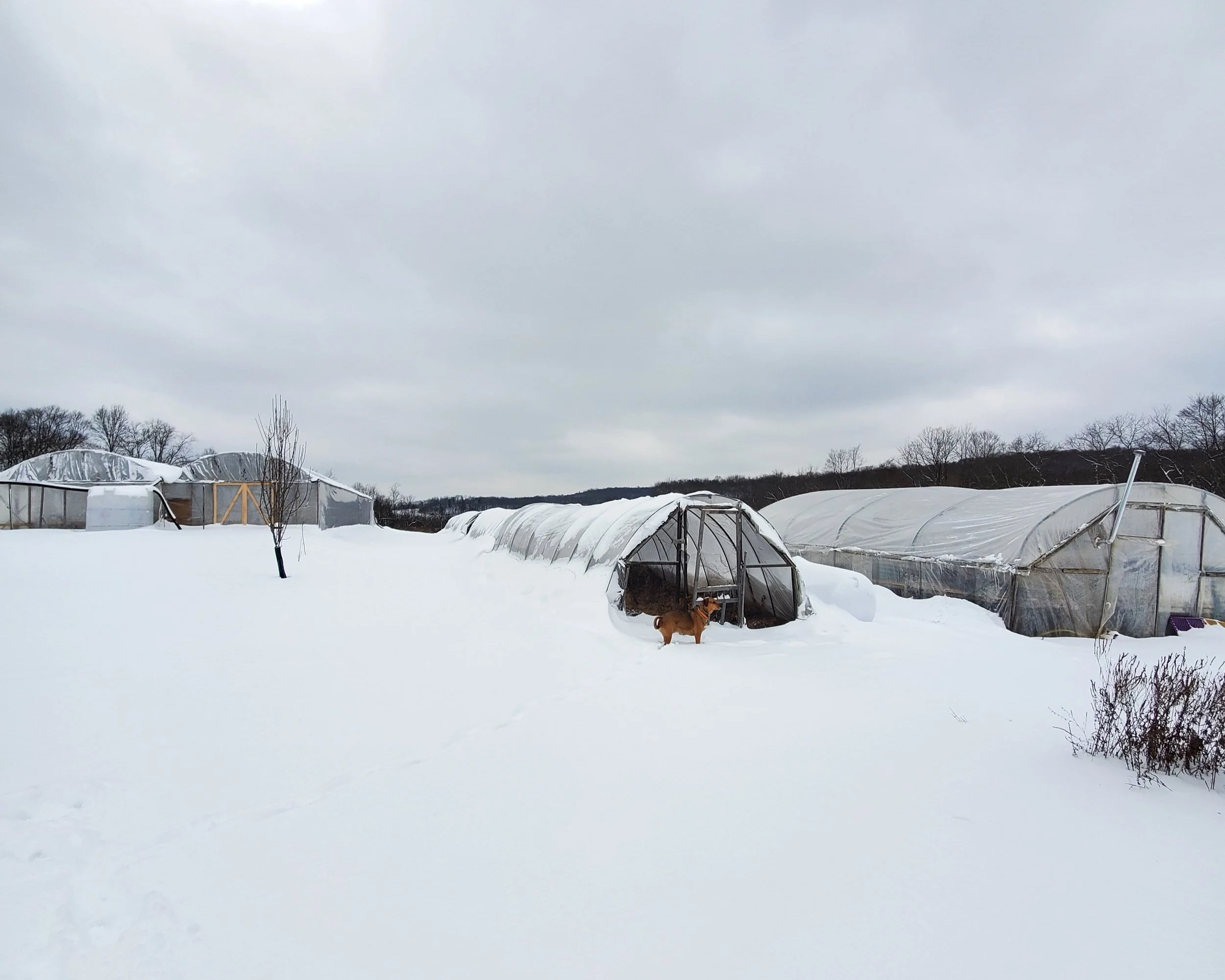 Farm Tour Friday 1/21/2022