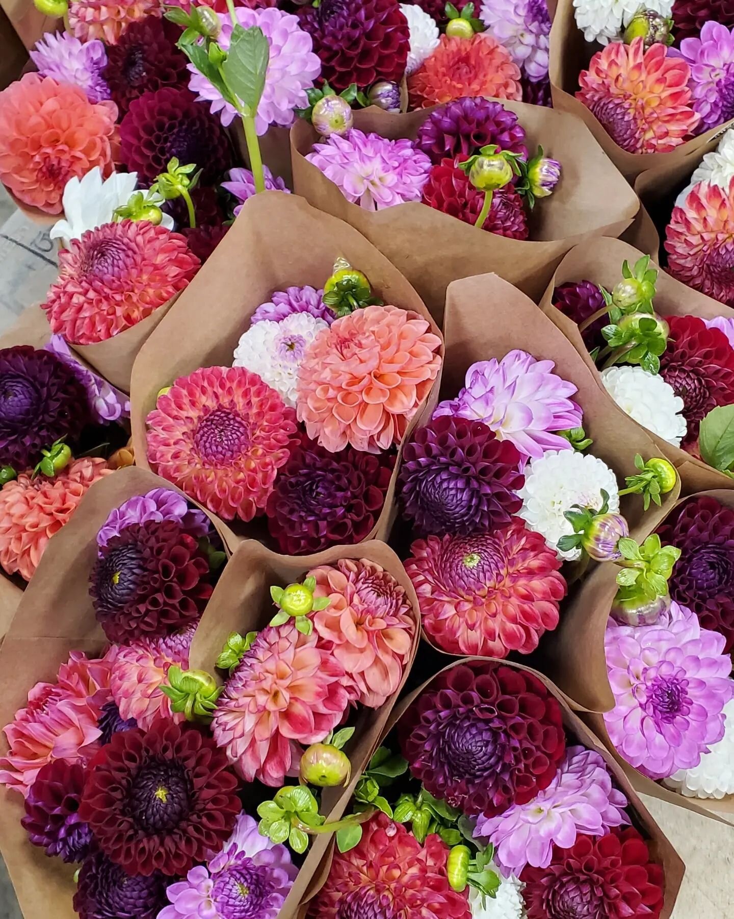 Let's talk dahlias!! We grow thousands of dahlias each season in all different shapes, colors, and sizes.  Our favorite of all the dahlias are the ball type blooms.  These work great for market bouquets, they are the most sturdy and ship the best, an