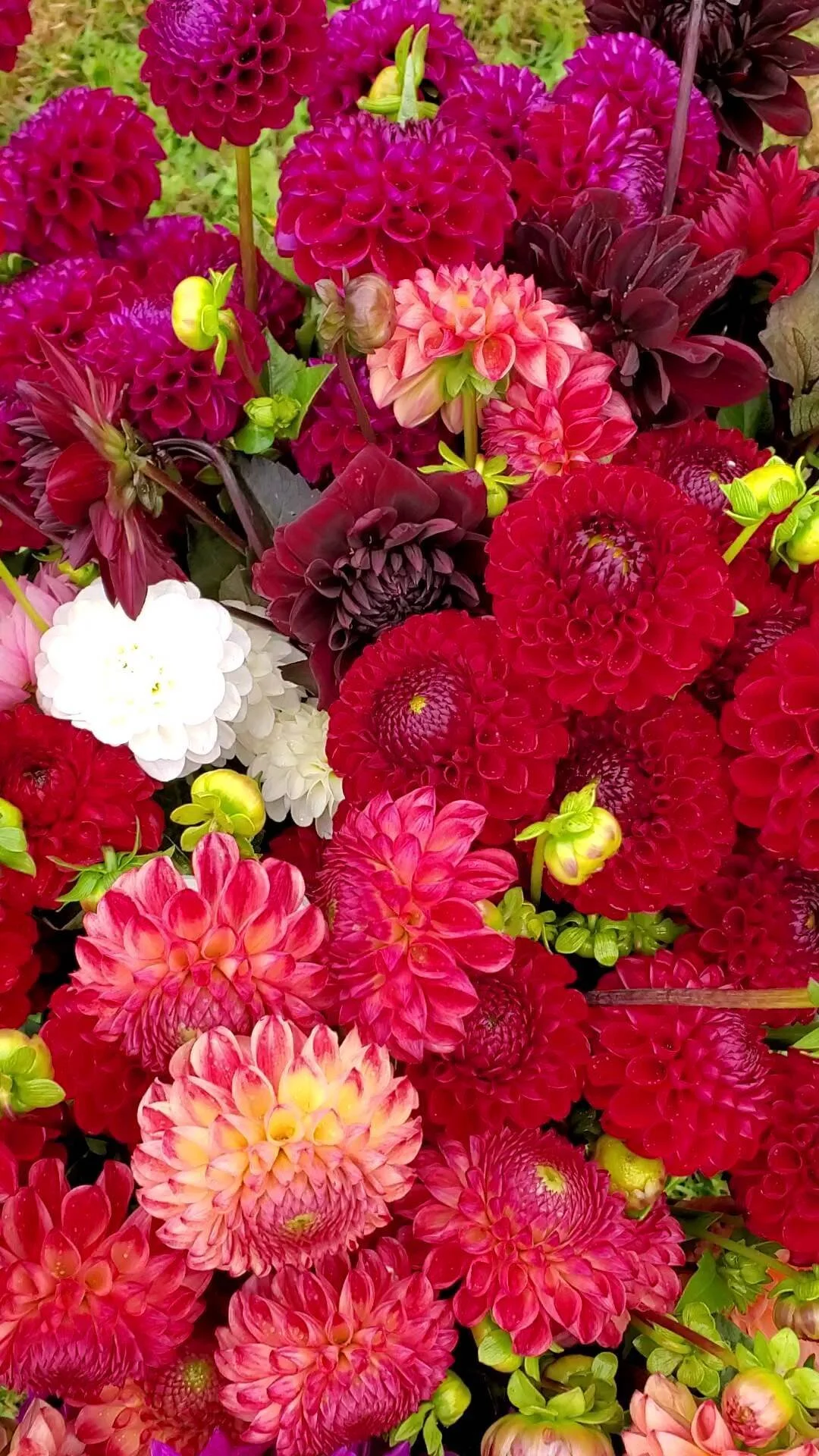 Goose Creek Gardens, Ltd.