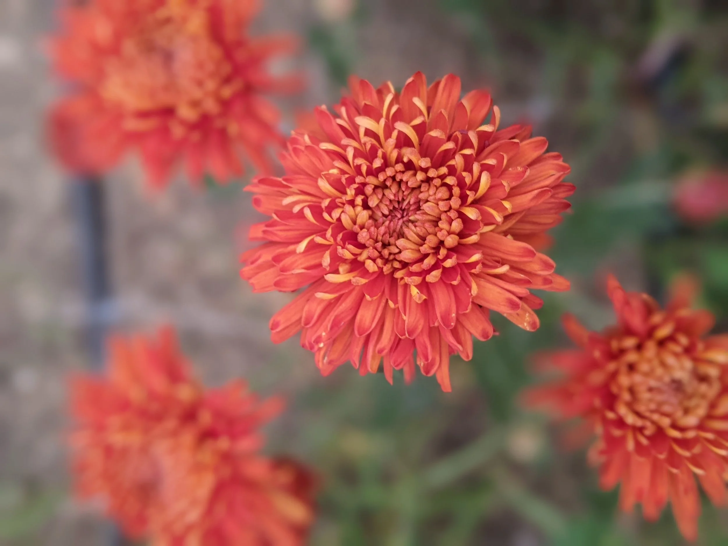Judith Baker Heirloom Chrysanthemum Rooted Cutting — Goose Creek
