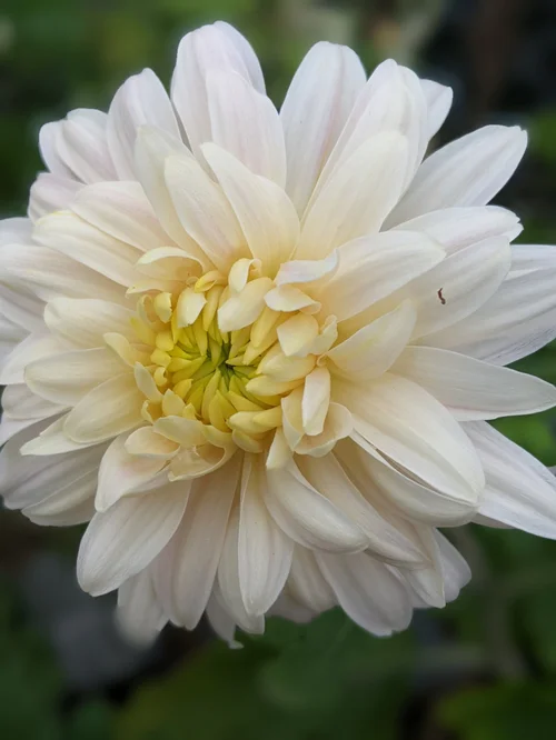 Jardine Short - Chrysanthemum