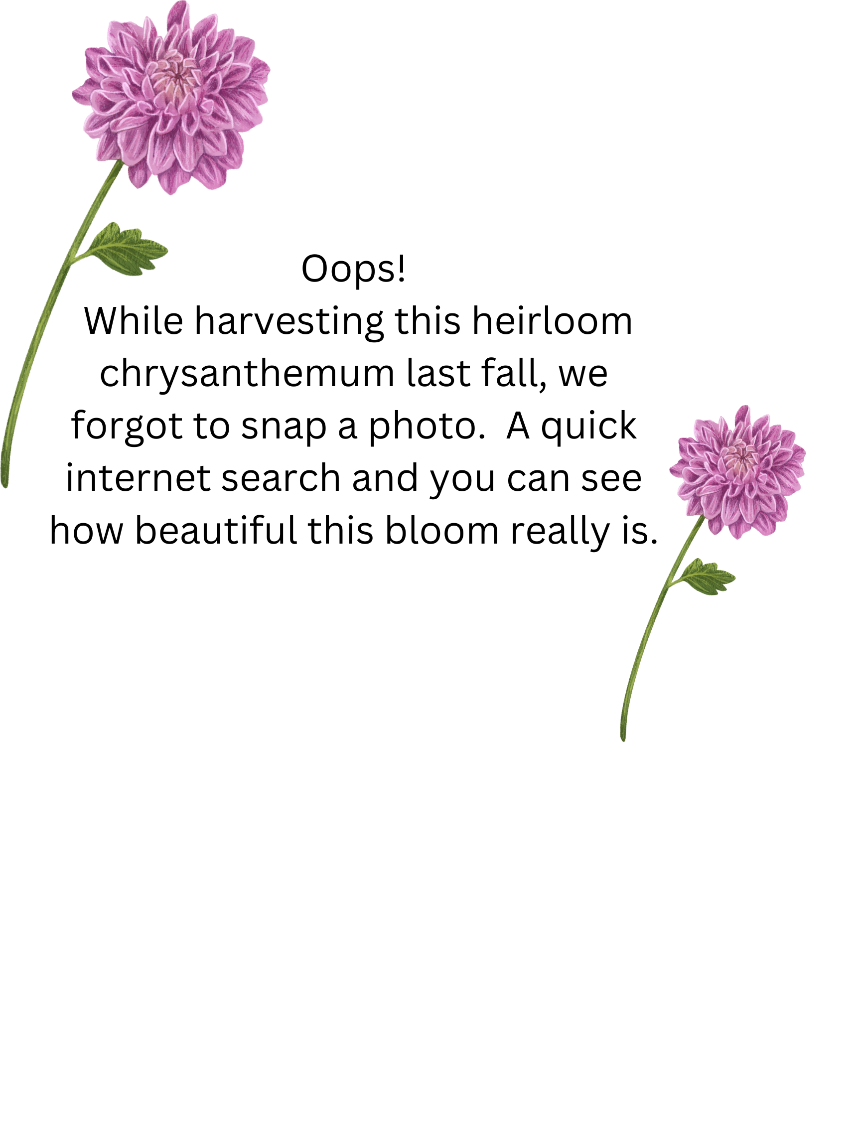 Evan's Dream Heirloom Chrysanthemum Rooted Cutting