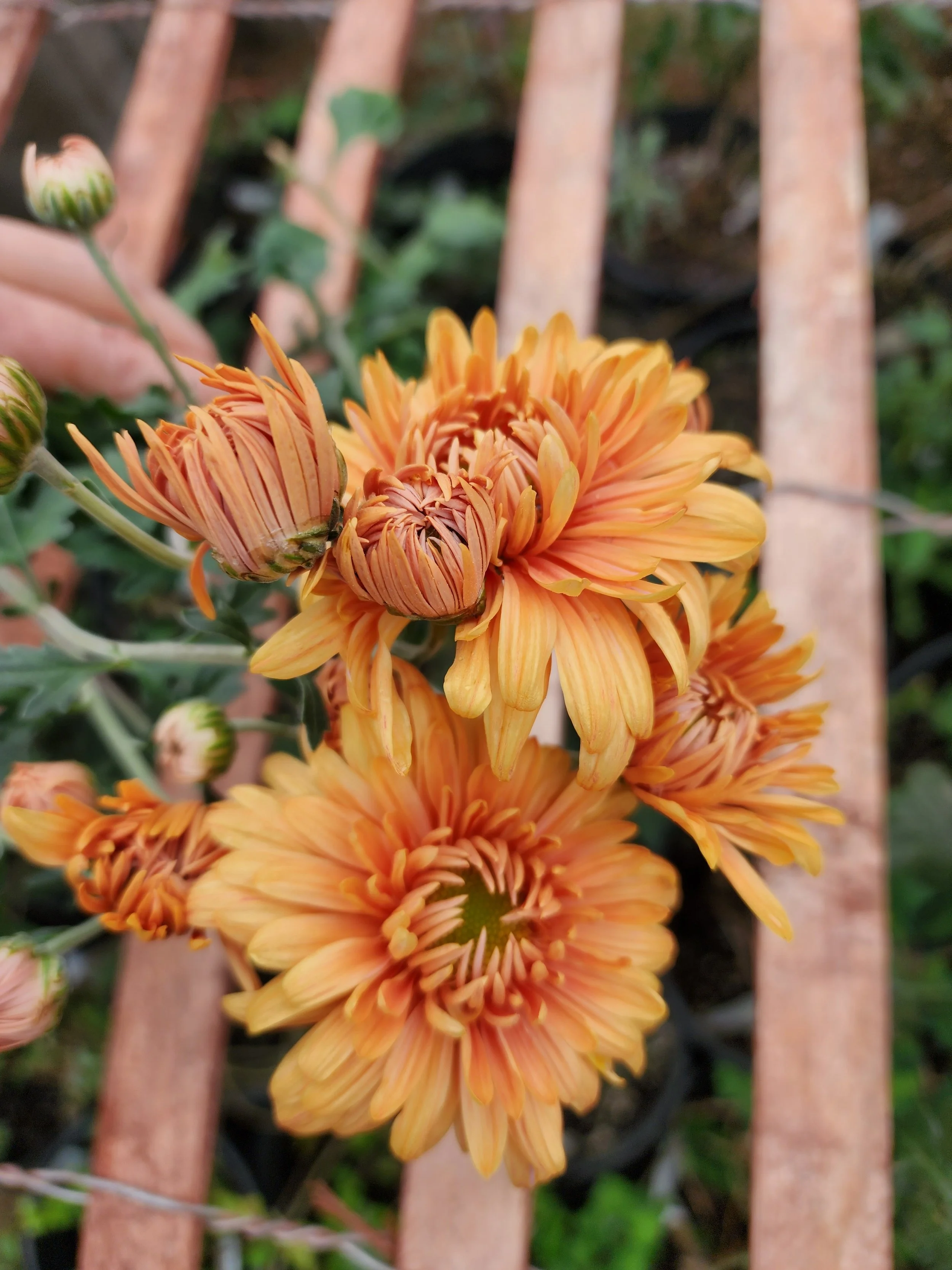 Coral Charm Heirloom Chrysanthemum Rooted Cutting — Goose Creek Gardens