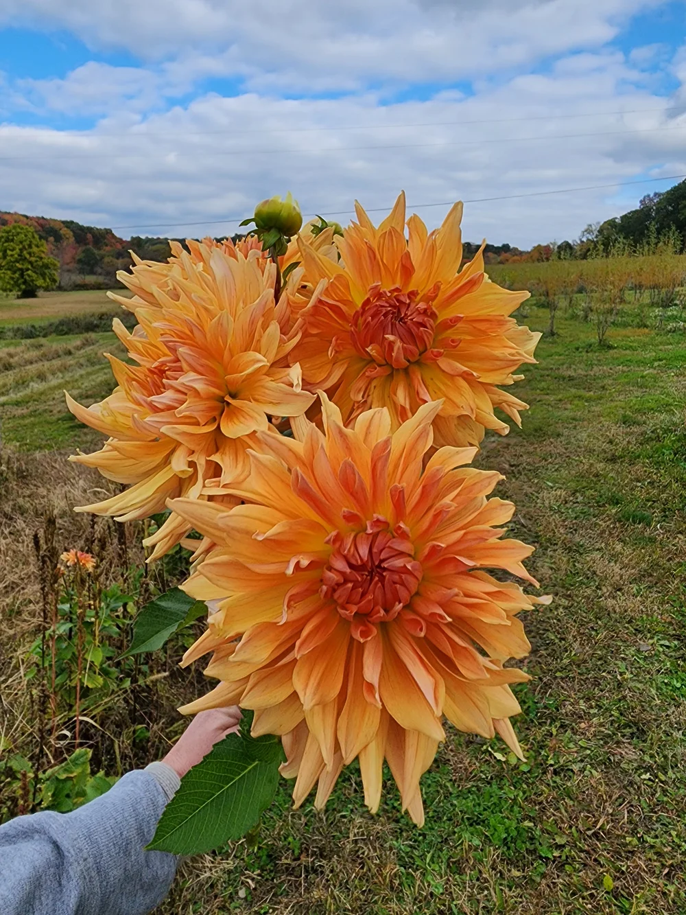 processed_ae9894f275964252ba31
