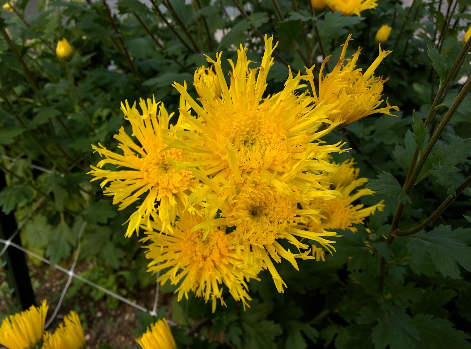 Jackstraw Heirloom Chrysanthemum Rooted Cutting — Goose Creek Gardens