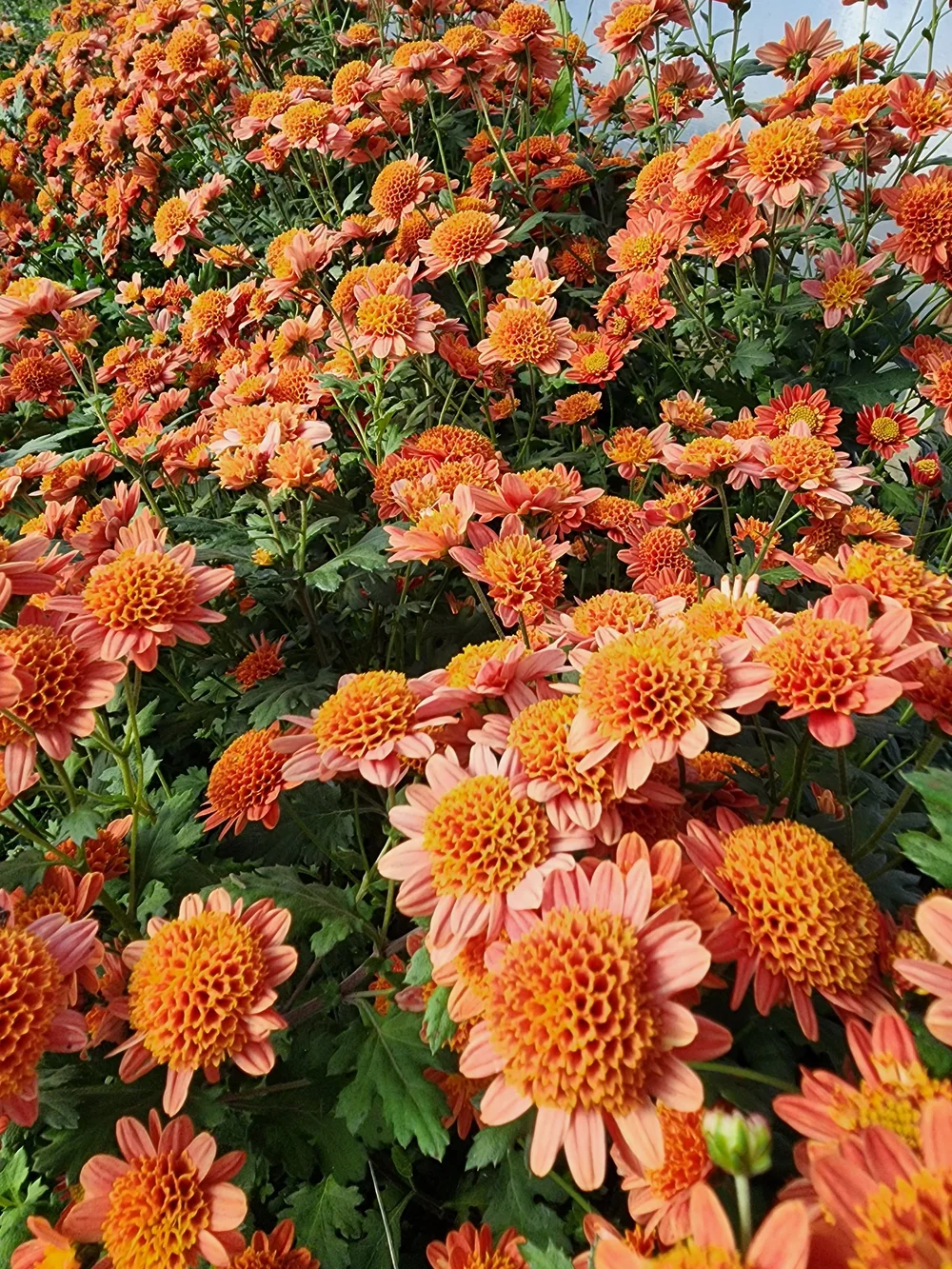 Bronze Fleece Heirloom Chrysanthemum Rooted Cutting — Goose Creek