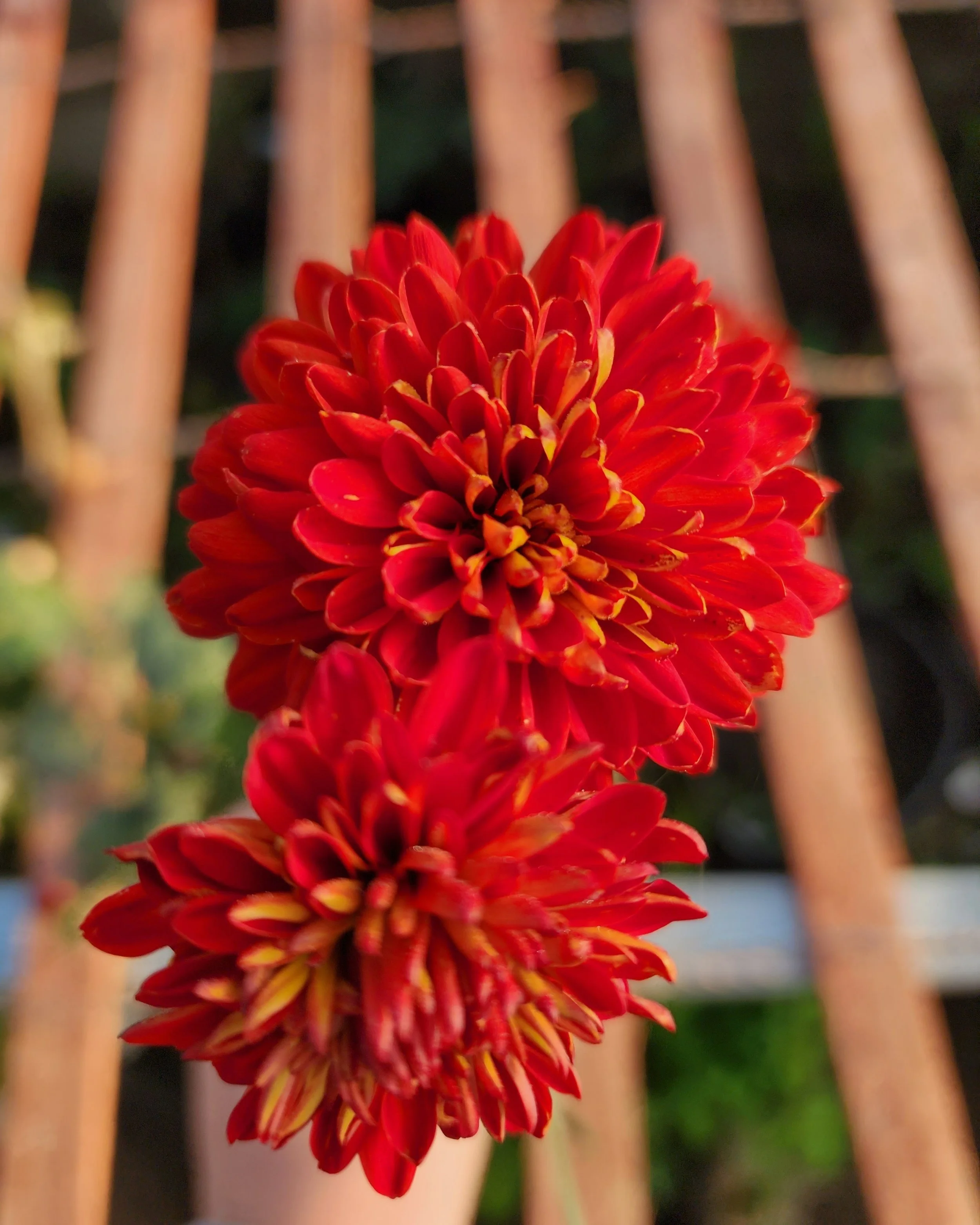 Coral Charm Heirloom Chrysanthemum Rooted Cutting — Goose Creek Gardens