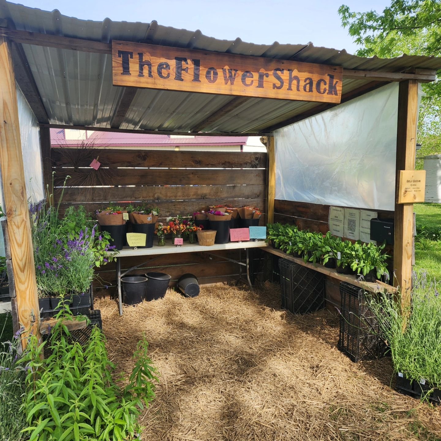 The Flower Shack is open!!!
Friday 9am-6pm 
Saturday 9am-1pm 

**New this weekend heirloom tomato, pepper, and herb plants ready for your garden.**

We will have:
💐Mixed bouquets 
💐Ranunculus bunches
💐Anemone bunches 
💐Jar Arrangements 
🌱Herb Pl
