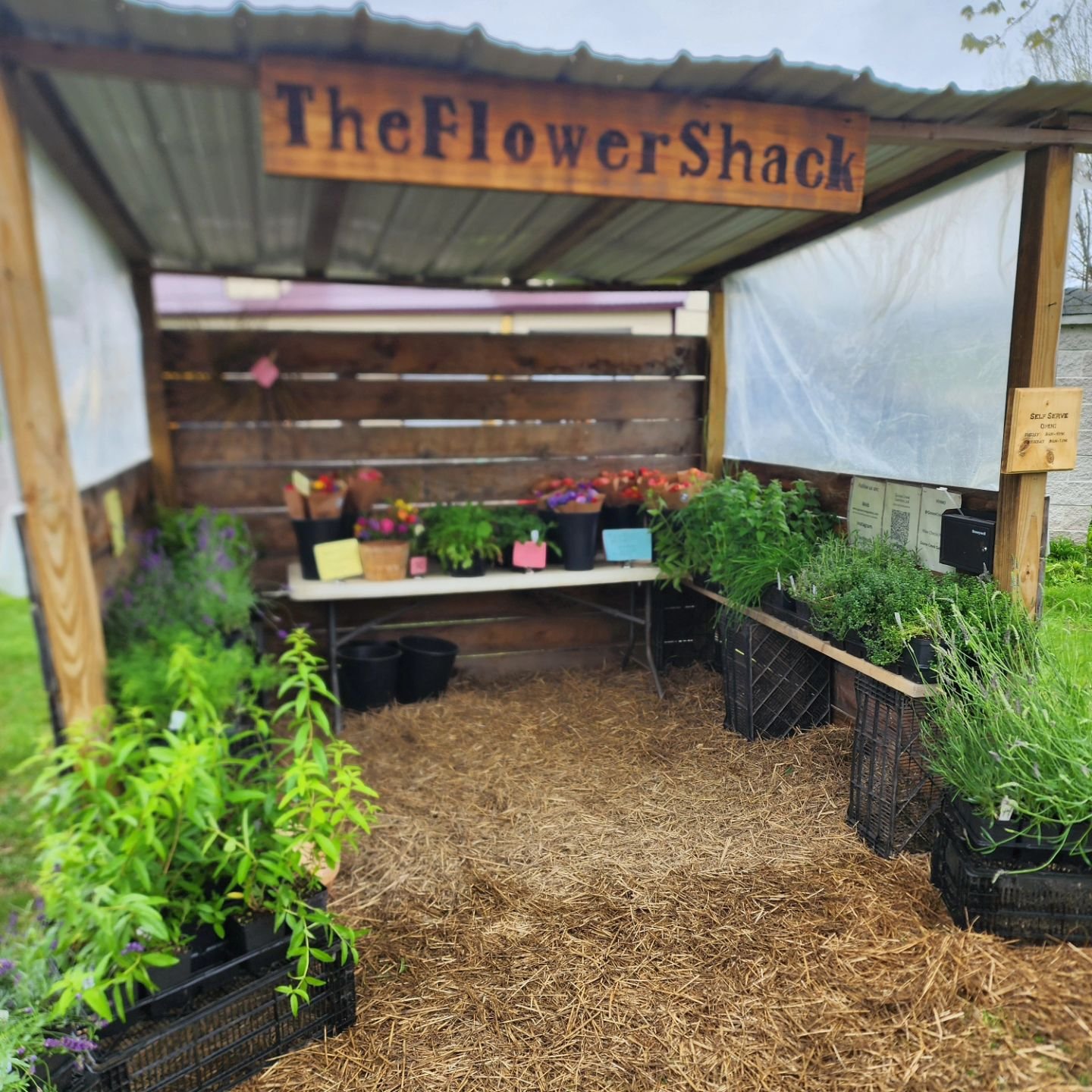 The Flower Shack is open today, Saturday, 9am-1pm! 

We have restocked the flowers this morning. Lots of ranunculus, anemones, and mix bouquets. 

Thank you to everyone who came to The Flower Shack yesterday. 

We will have:
💐Mixed bouquets 
💐Ranun