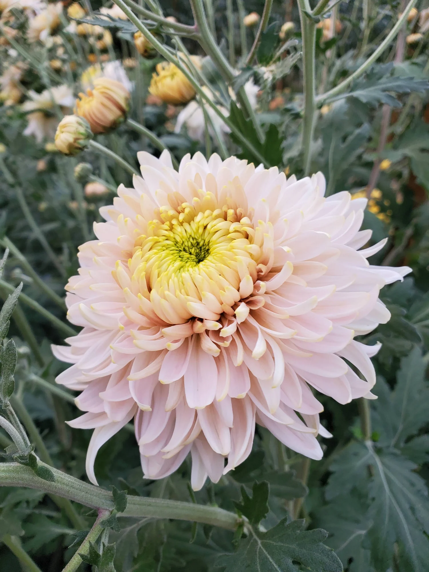 Shop — Goose Creek Gardens, Ltd.