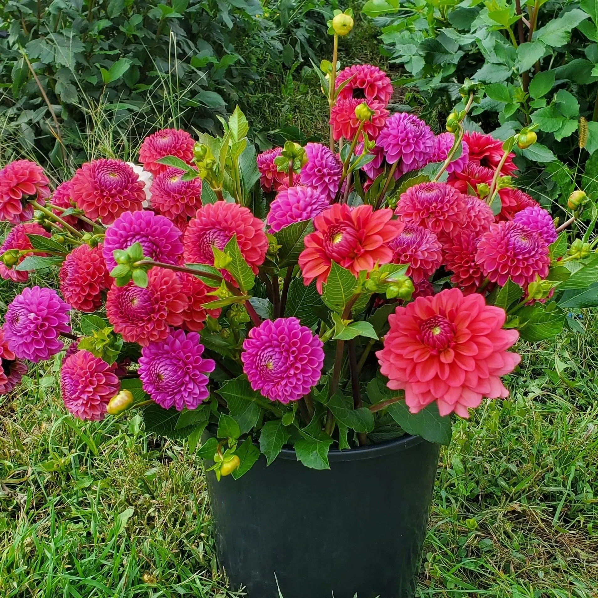 Goose Creek Gardens, Ltd.