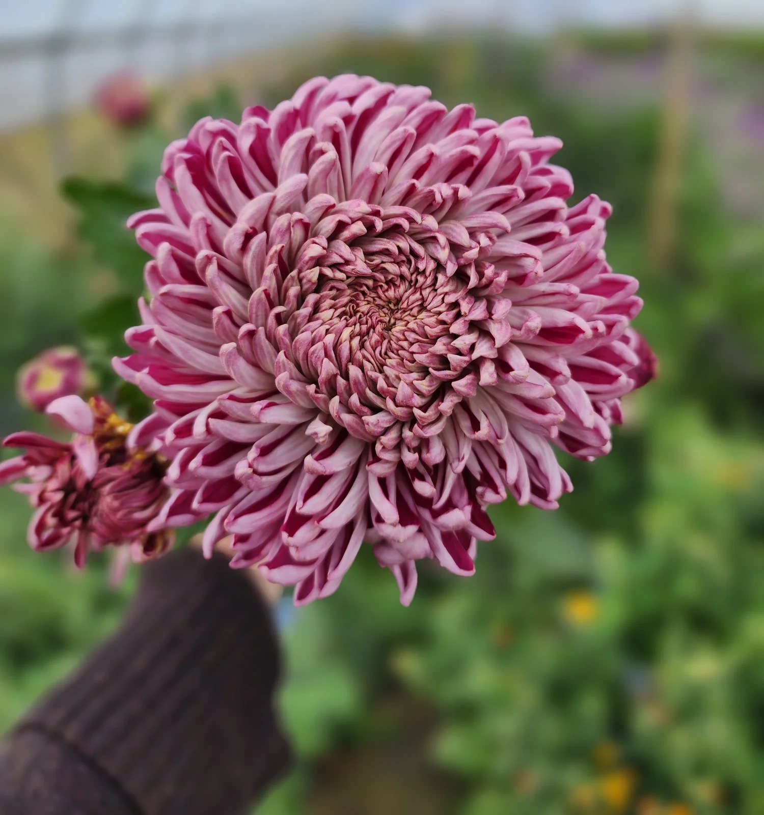 Coral Charm Heirloom Chrysanthemum Rooted Cutting — Goose Creek Gardens