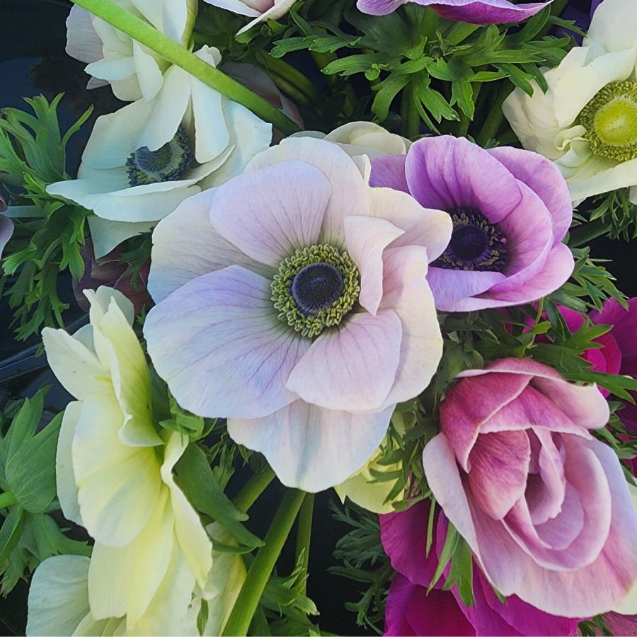 A close up of Anemone flowers within a bouquet