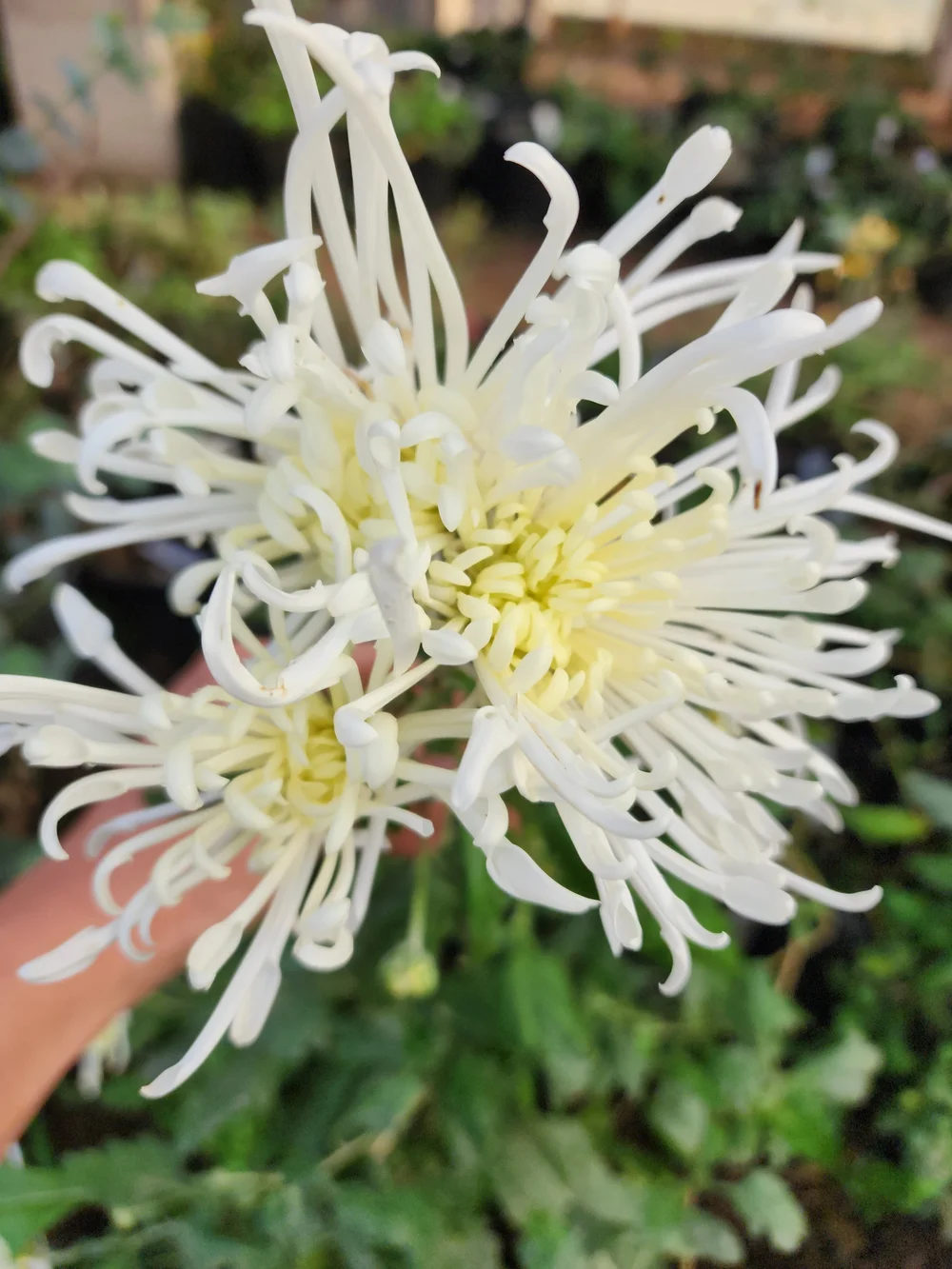 Spider Style Heirloom Chrysanthemum Rooted Cutting Collection  Goose Creek  Gardens
