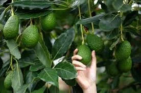 Tech Innovations Drive Sustainability in Agriculture