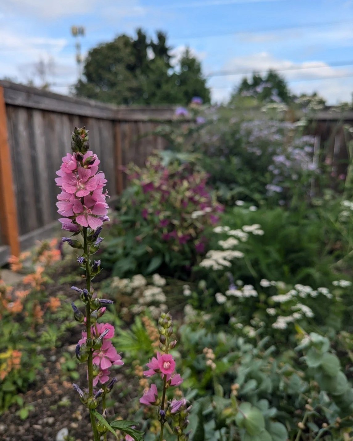 Native Plants — Fernweh