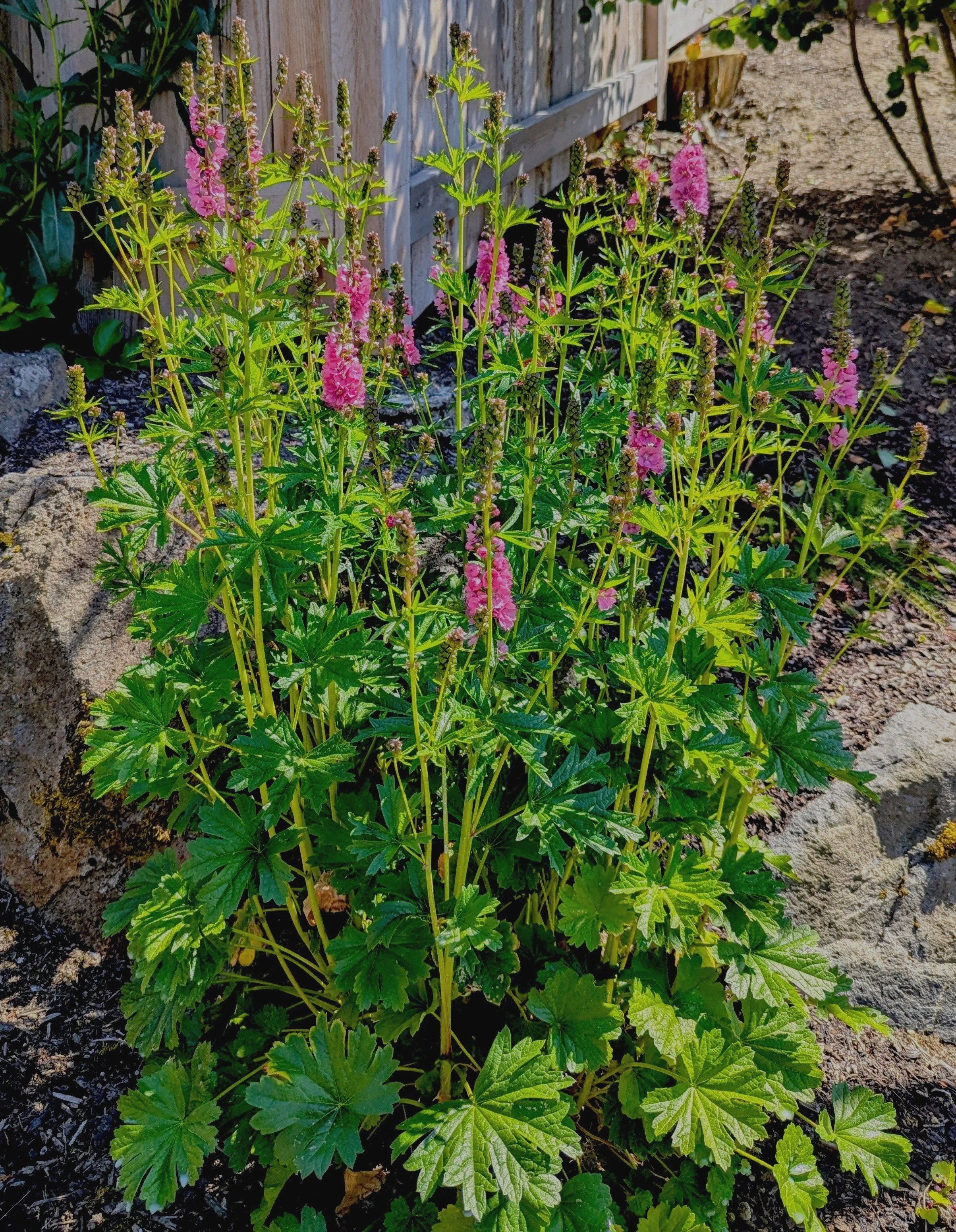 sidalcea hendersonii.jpg