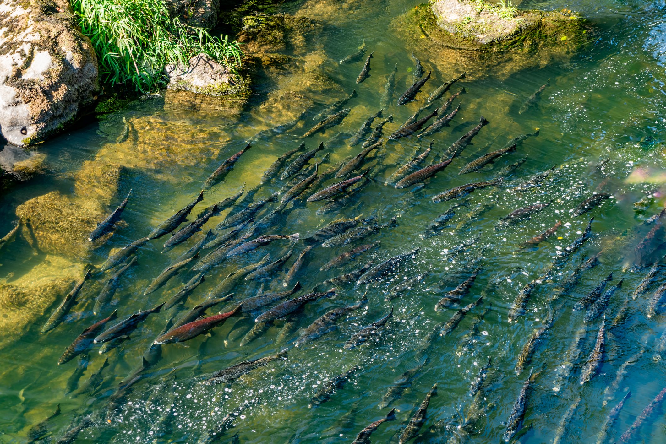 A group of fish swimming in a clear greenish pond near rocks and green plants.