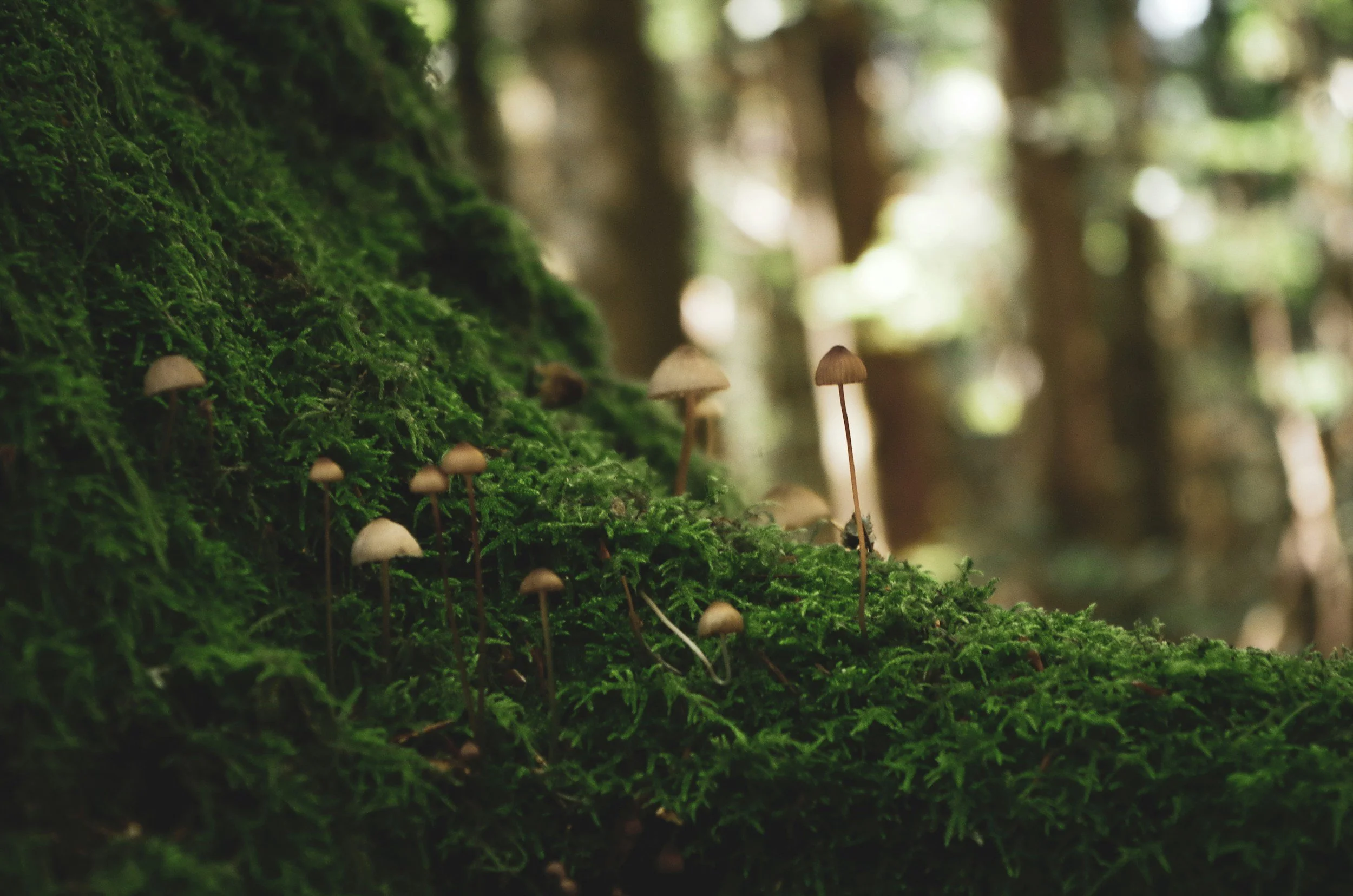 Small mushrooms growing on a moss-covered log in a forest with blurred trees in the background.