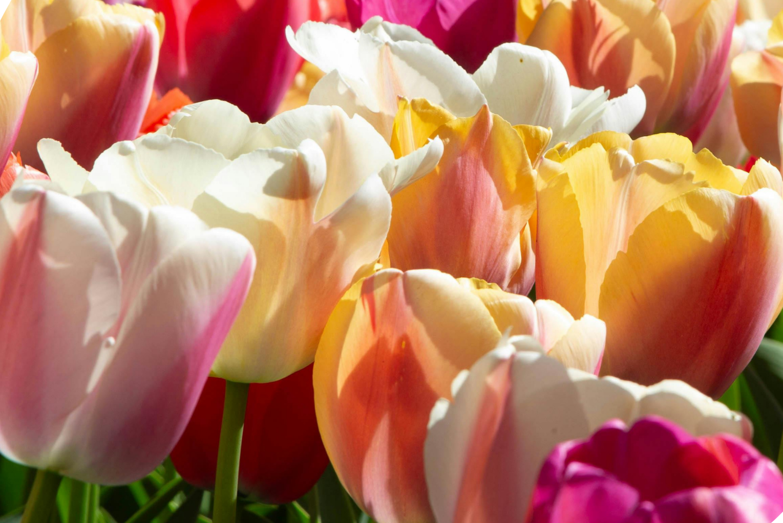Happy May Day!