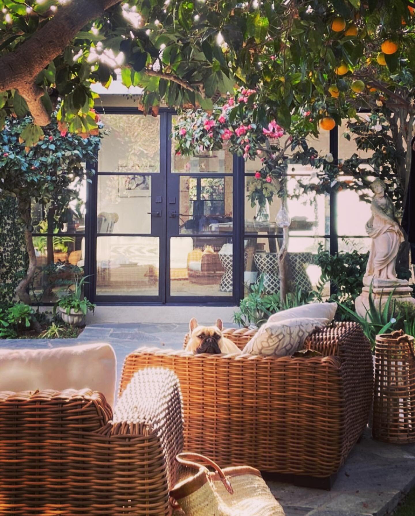Home❤️. www.Staceking.com.  @pinkysirondoors  @pablobiggie  #interiordesign #lagunabeach #frenchie #chillingathome  #metaldoors #designerlife #lagunabeach #socalliving