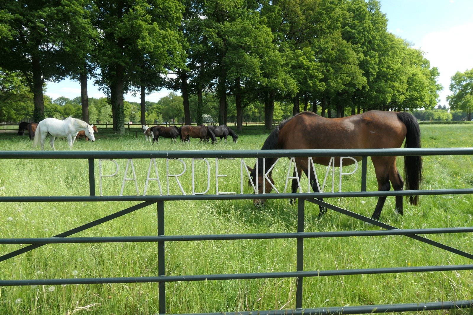 Green pasture with multiple horses grazing behind a black metal fence with the words "PARDEN KAMP" on it. Tall trees line the background under a partly cloudy sky.