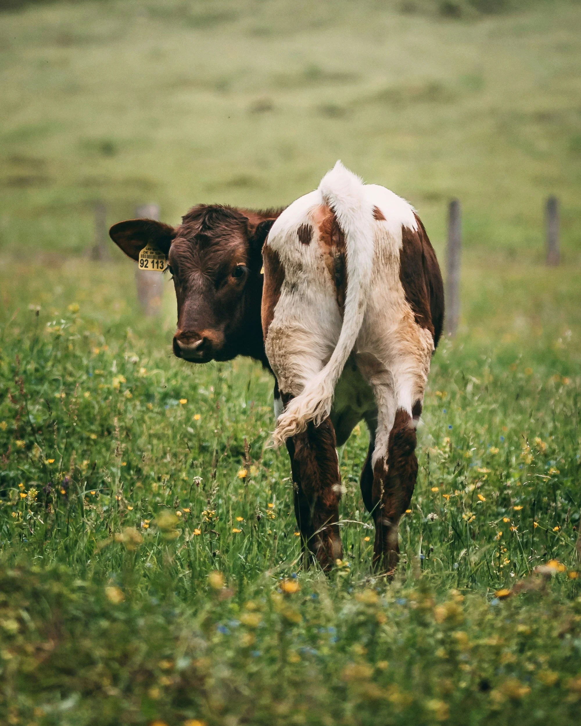 cow swishing its tail to imagine the qigong form.
