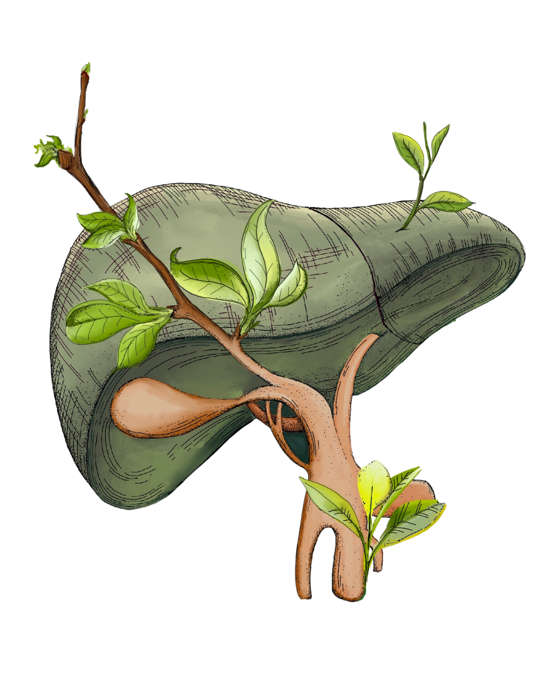 Spring & Liver Workshop