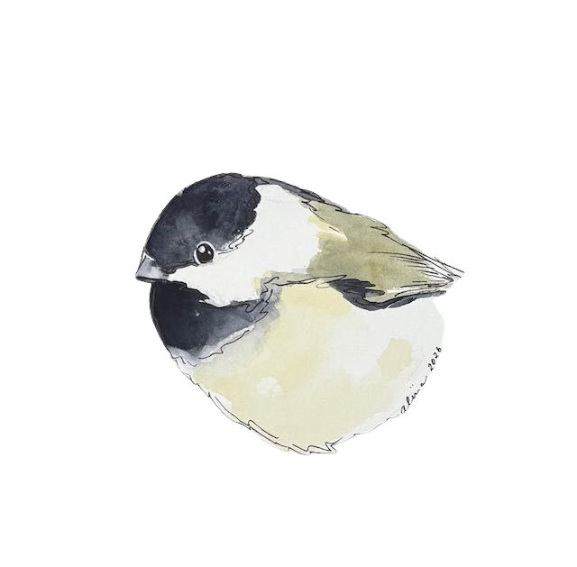 Chickadee 3.png