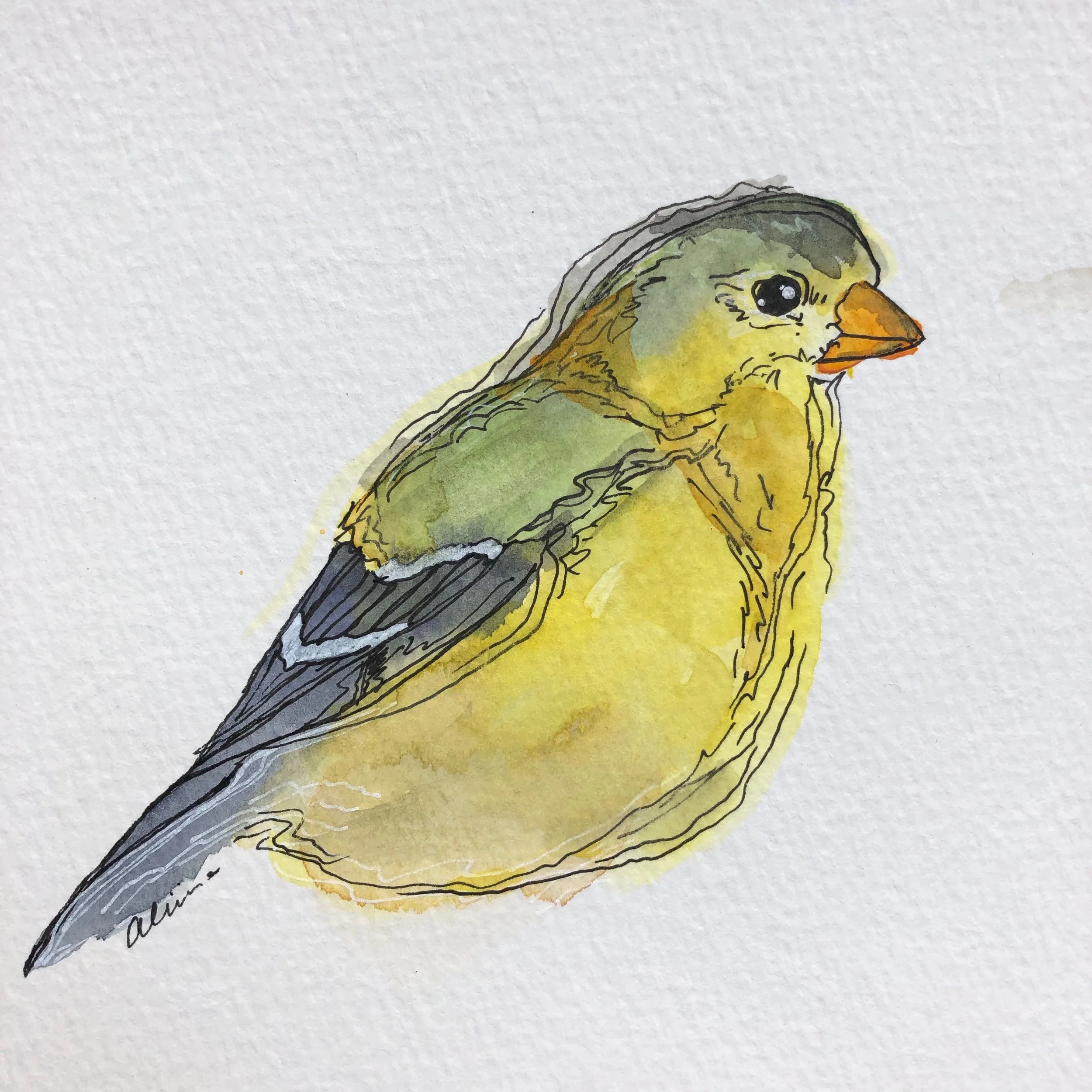 goldfinch orange beak.jpg