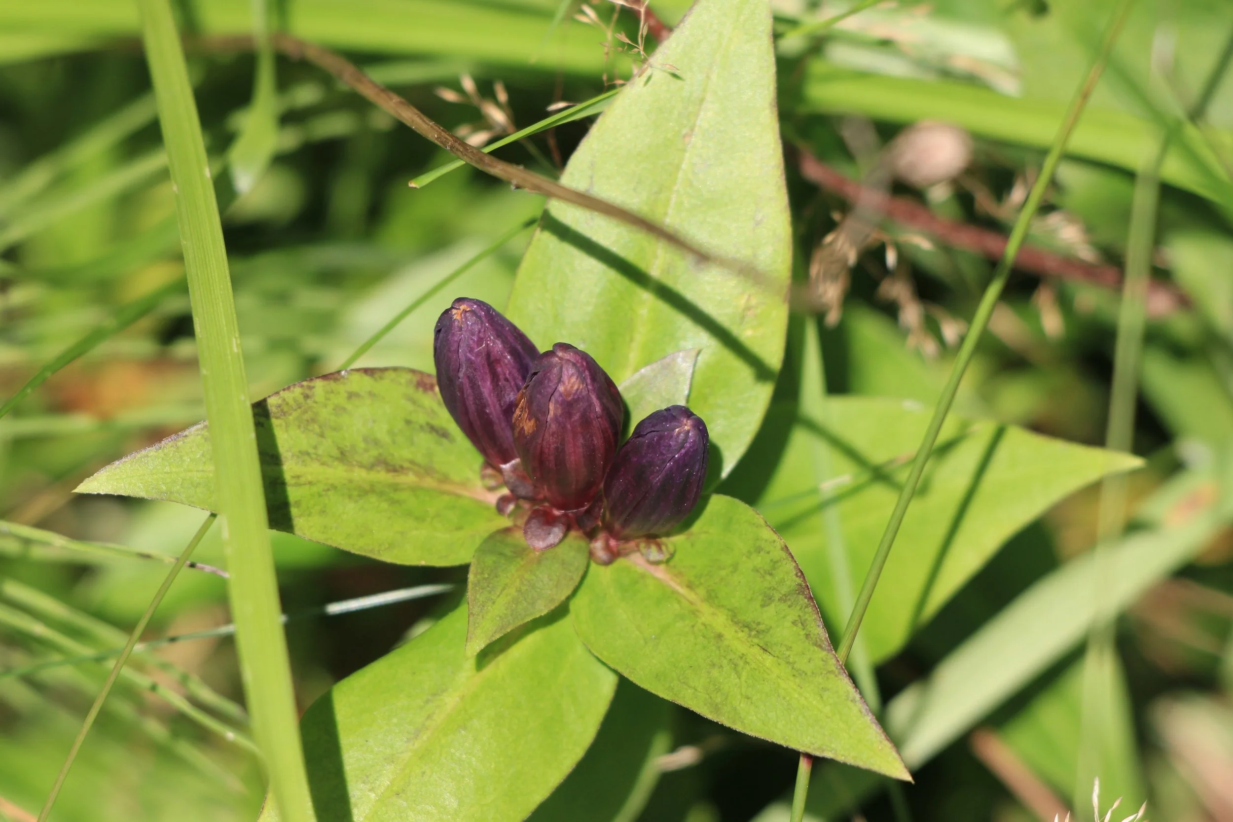IMG_8795 CLOSED GENTIAN.JPG