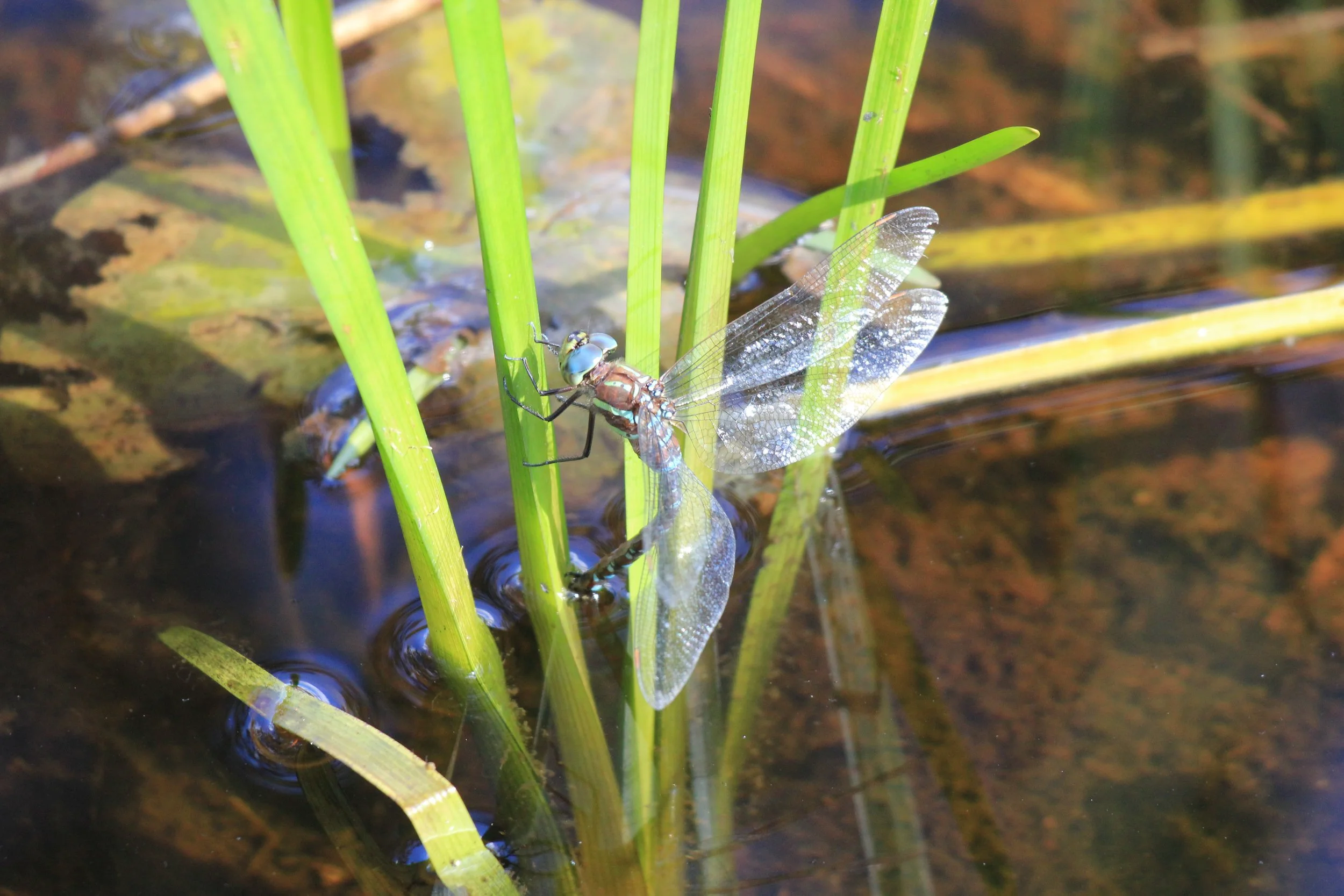 IMG_8877 LAYING EGGS.JPG