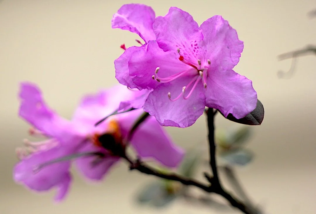 closeup photograph of a colorful magenta rhododendron blossom.  another flower in the background is out of focus. bokeh.