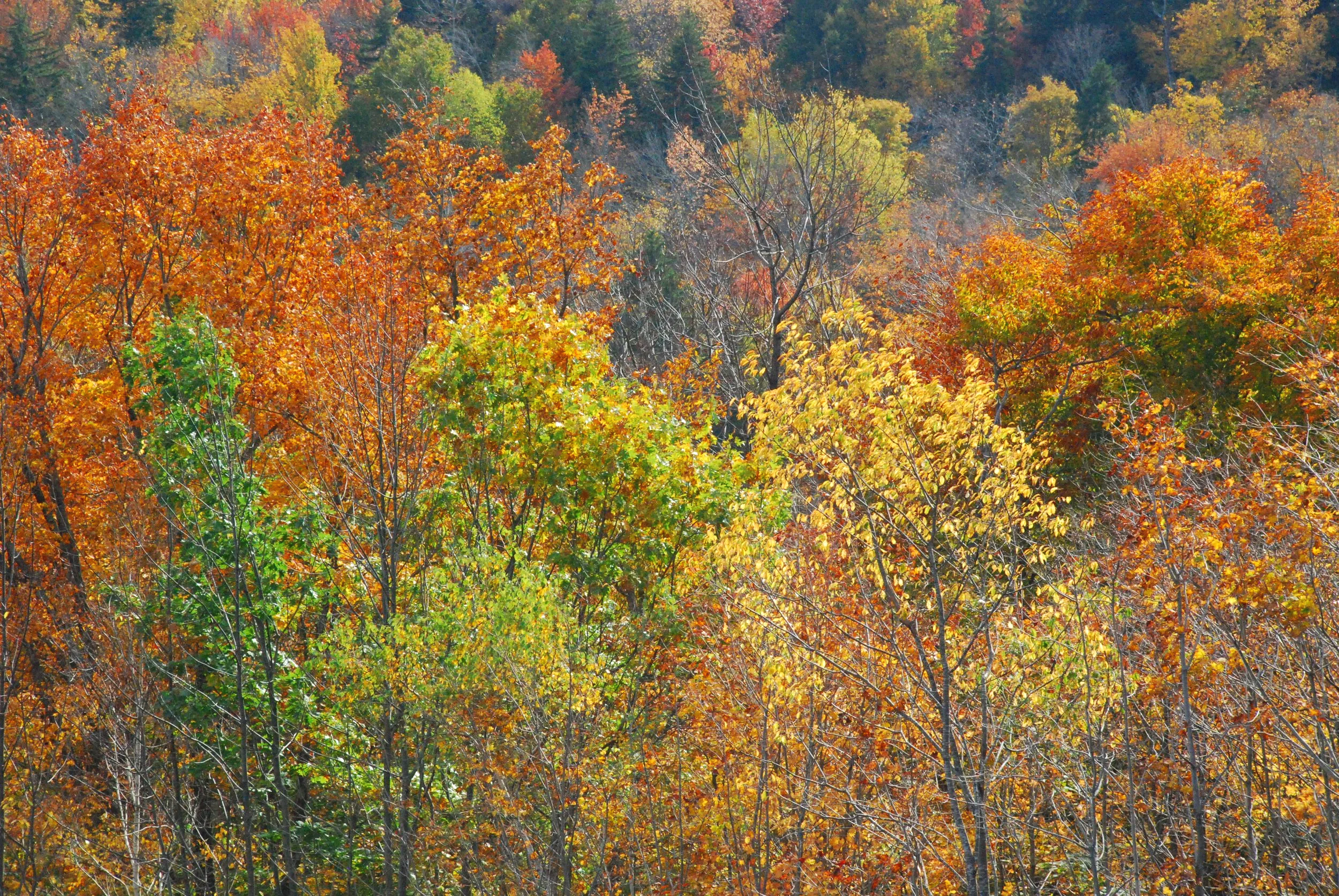 DSC_1133.png