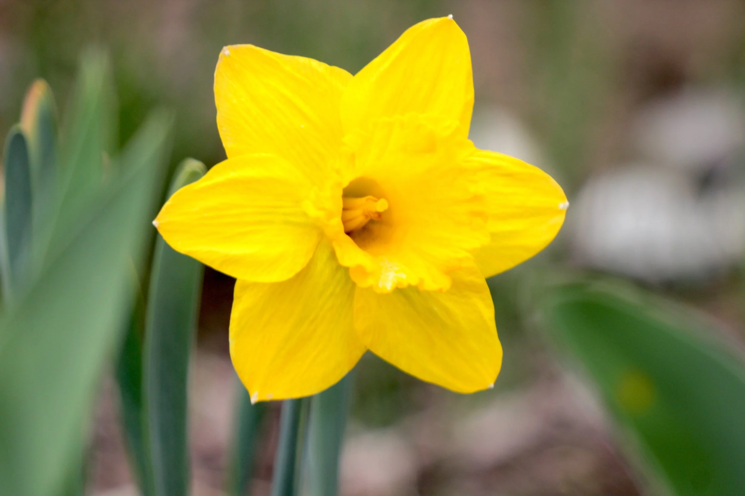 SPRING EQUINOX ARTS &amp; MEDITATION MINI-RETREAT