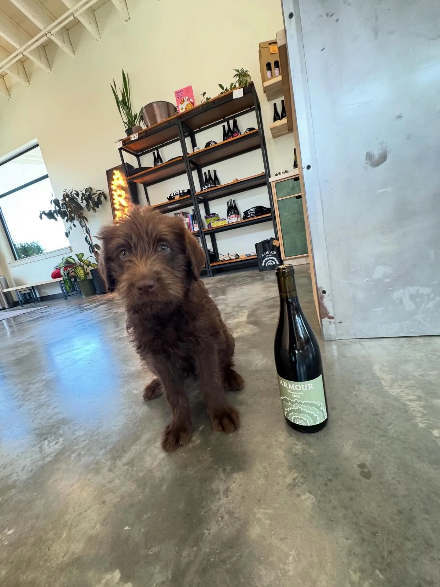 Official winery/tasting room pup!  Swing by and say hi to Sable. 🐶 🍷 🎉