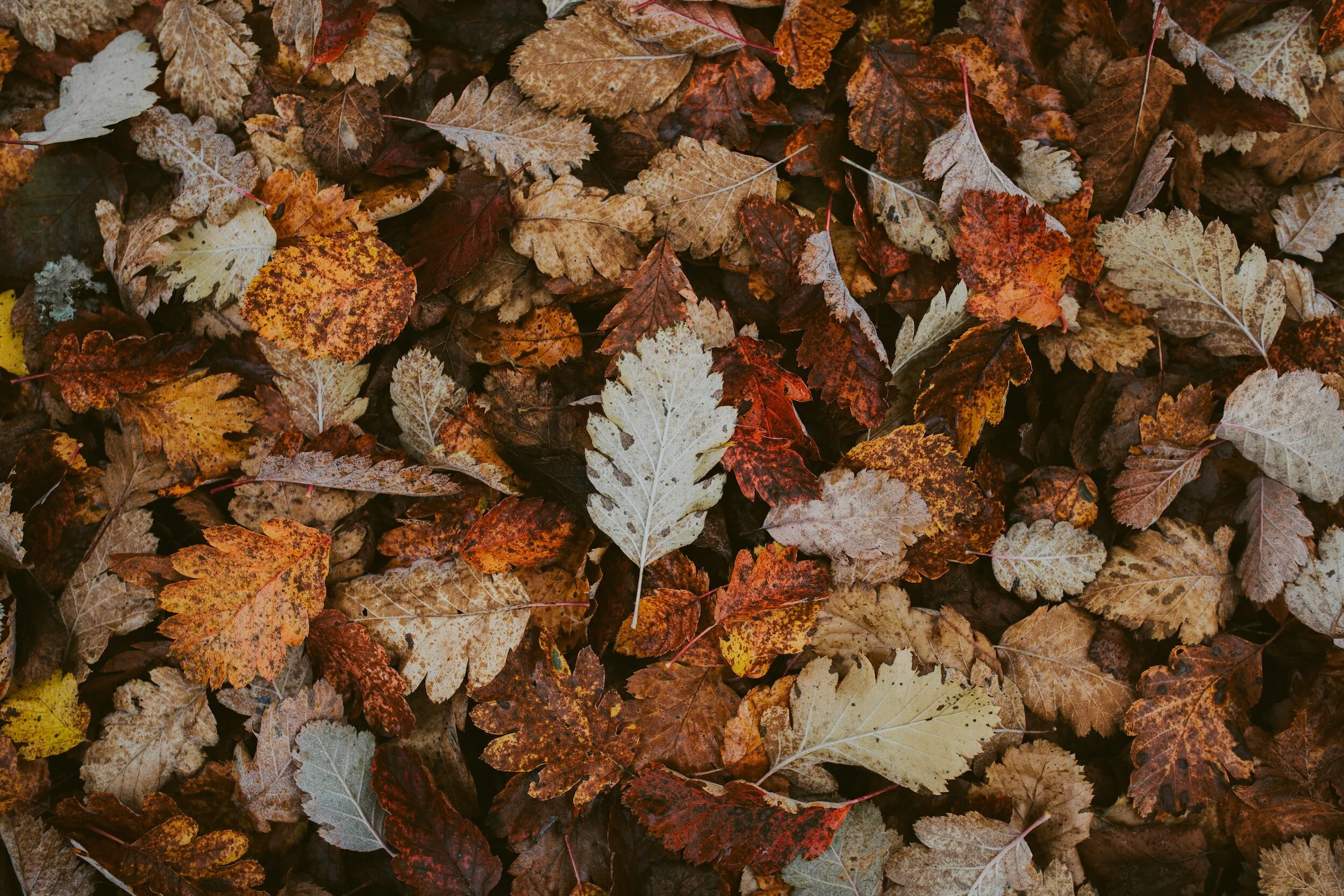 Fall Maintenance Essentials For Your Central Oregon Home