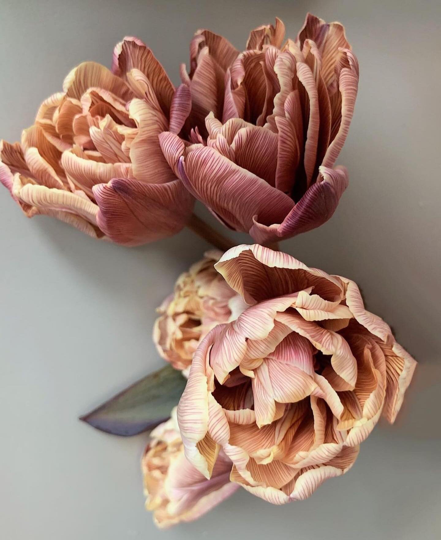 Tulips... it almost feels too simple of a label for these gorgeous blooms. Beautiful blooms in the talented hands of @mimosaboston. 

#sobridaltheory #wedding #weddinginspiration #dreamwedding #florals #floraldesign #fineartflorals #fineartwedding #f