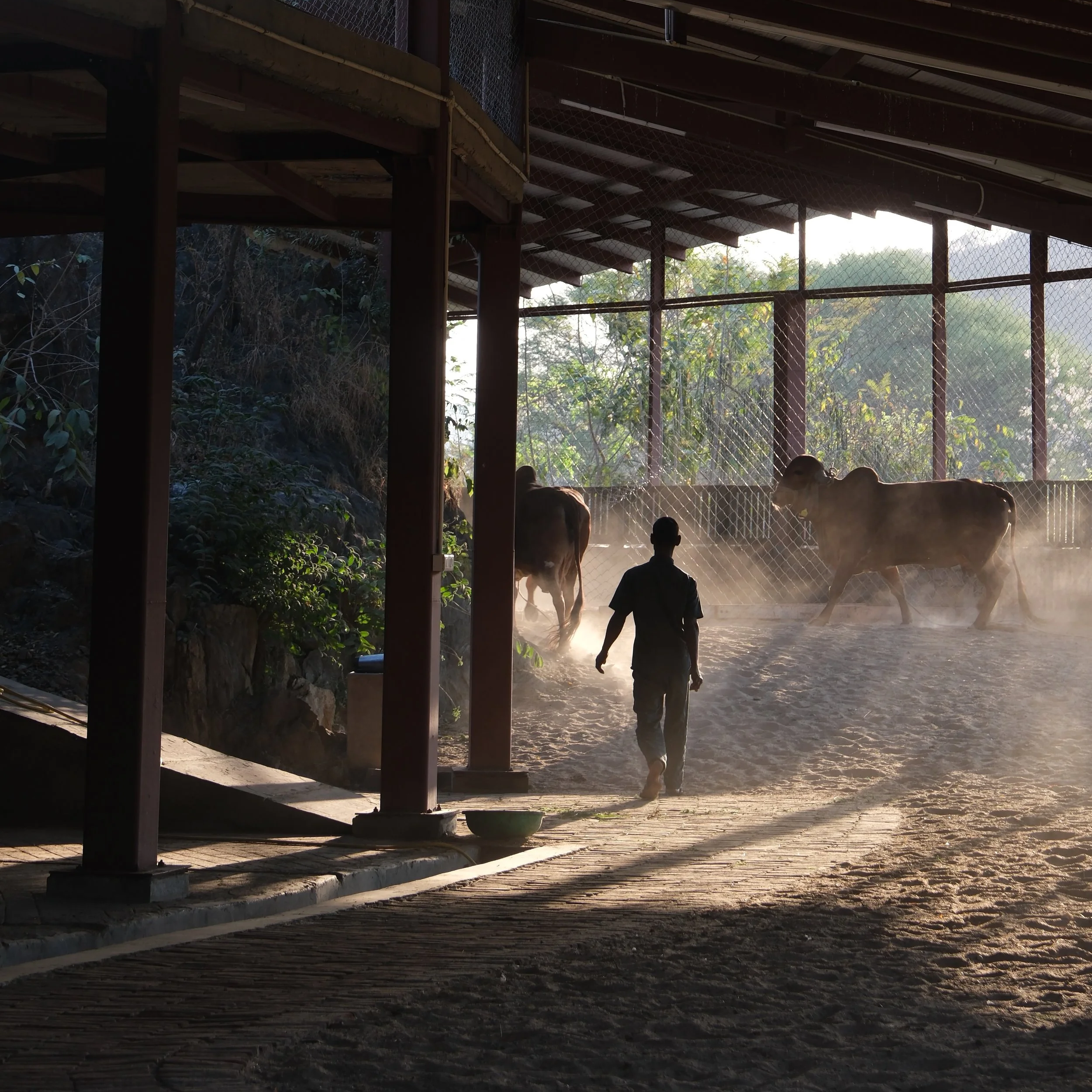 Where’s Your Cow From? 