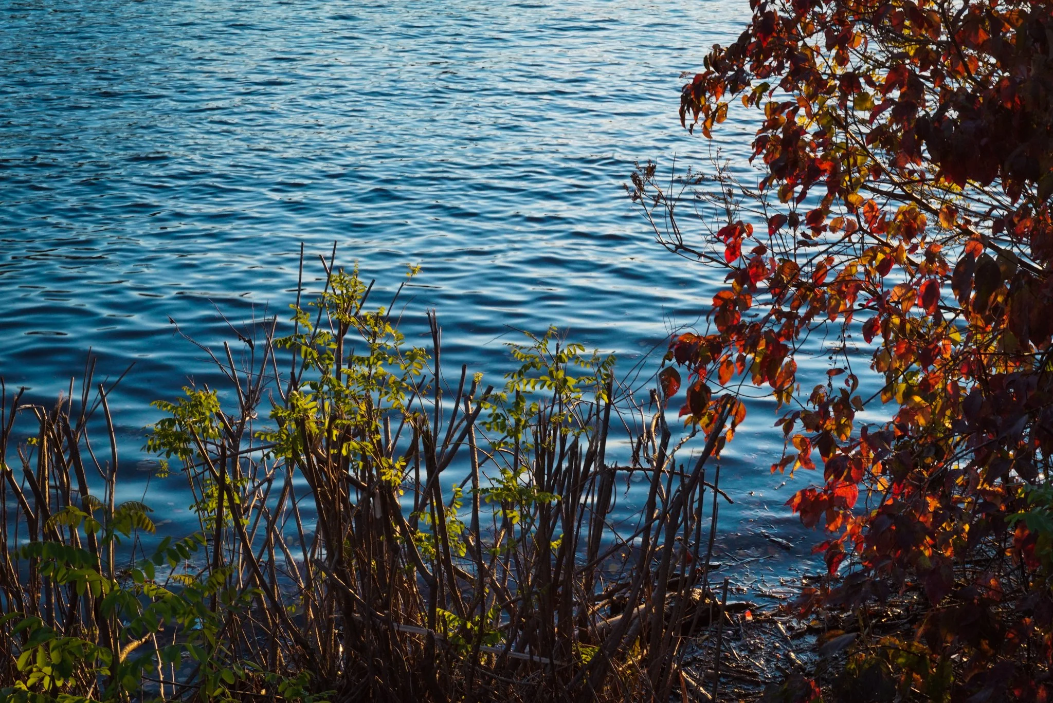 scenes & landscapes
